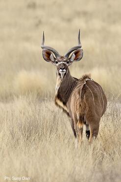 Tragelaphus strepsiceros