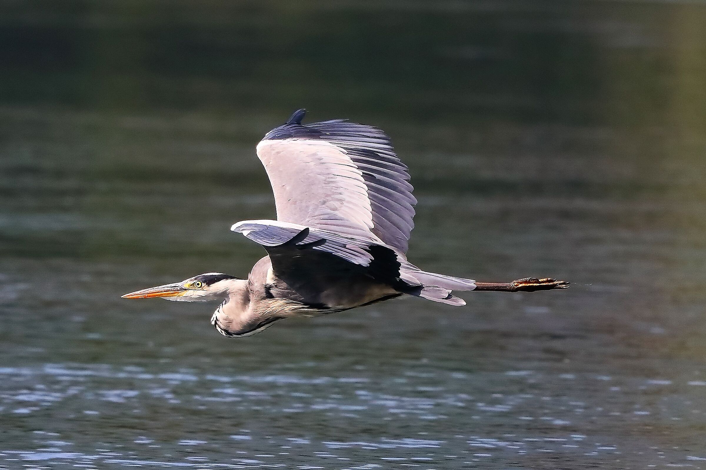 Airone cenerino luglio 2022