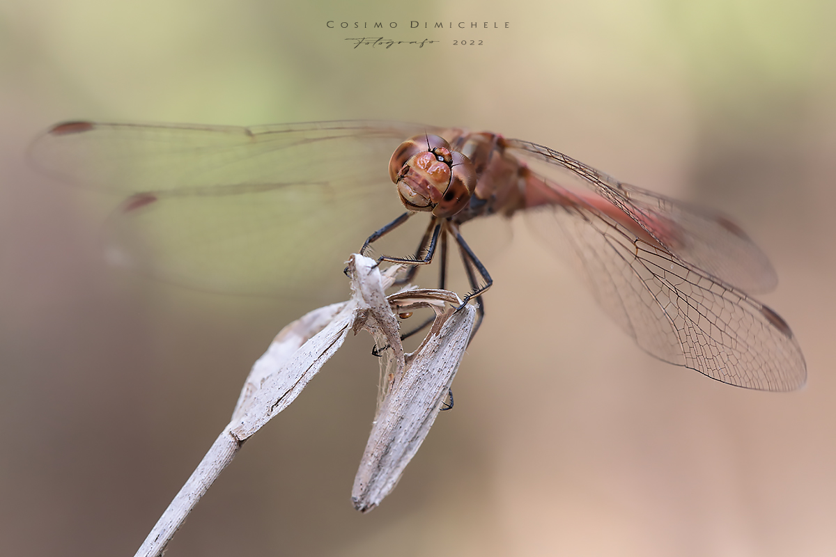 Libellula,Sympetrum sanguineum