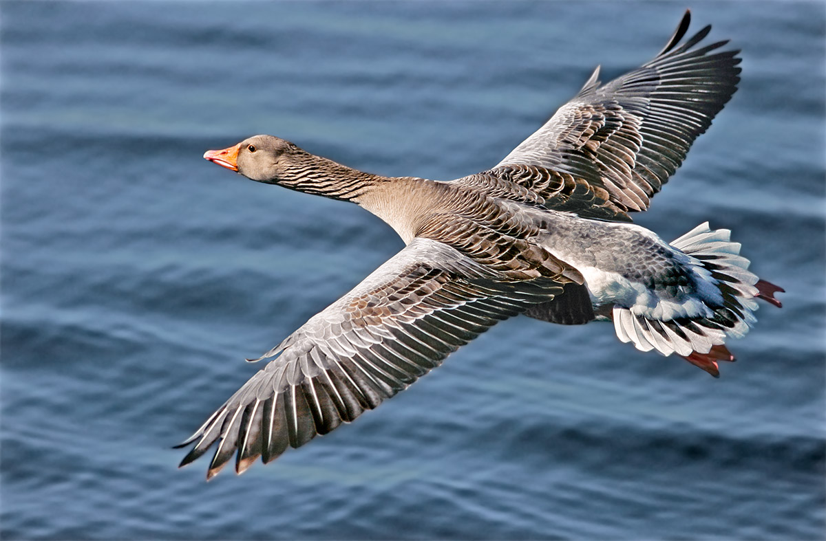 Greylag goose