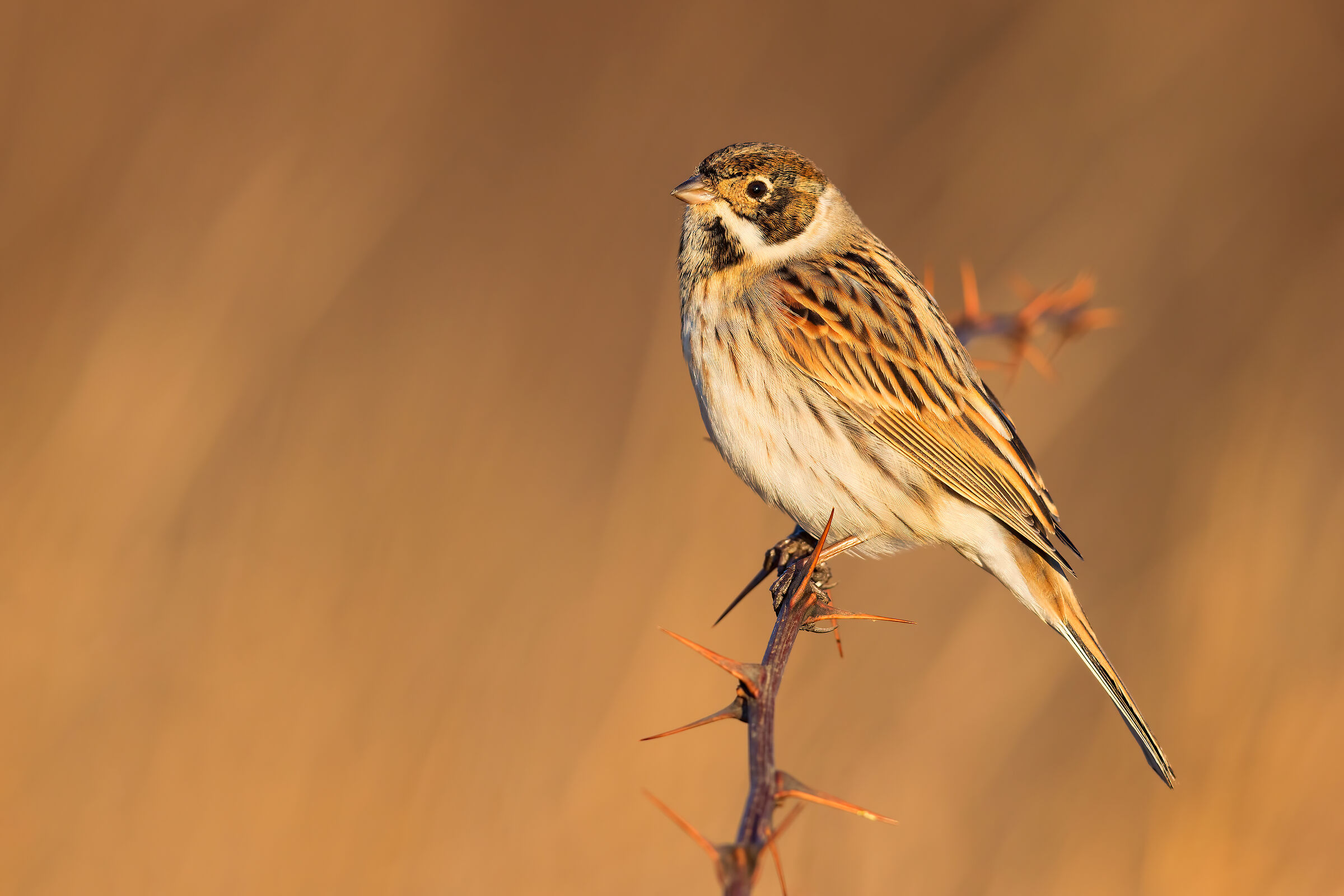 Migliarino of Palude