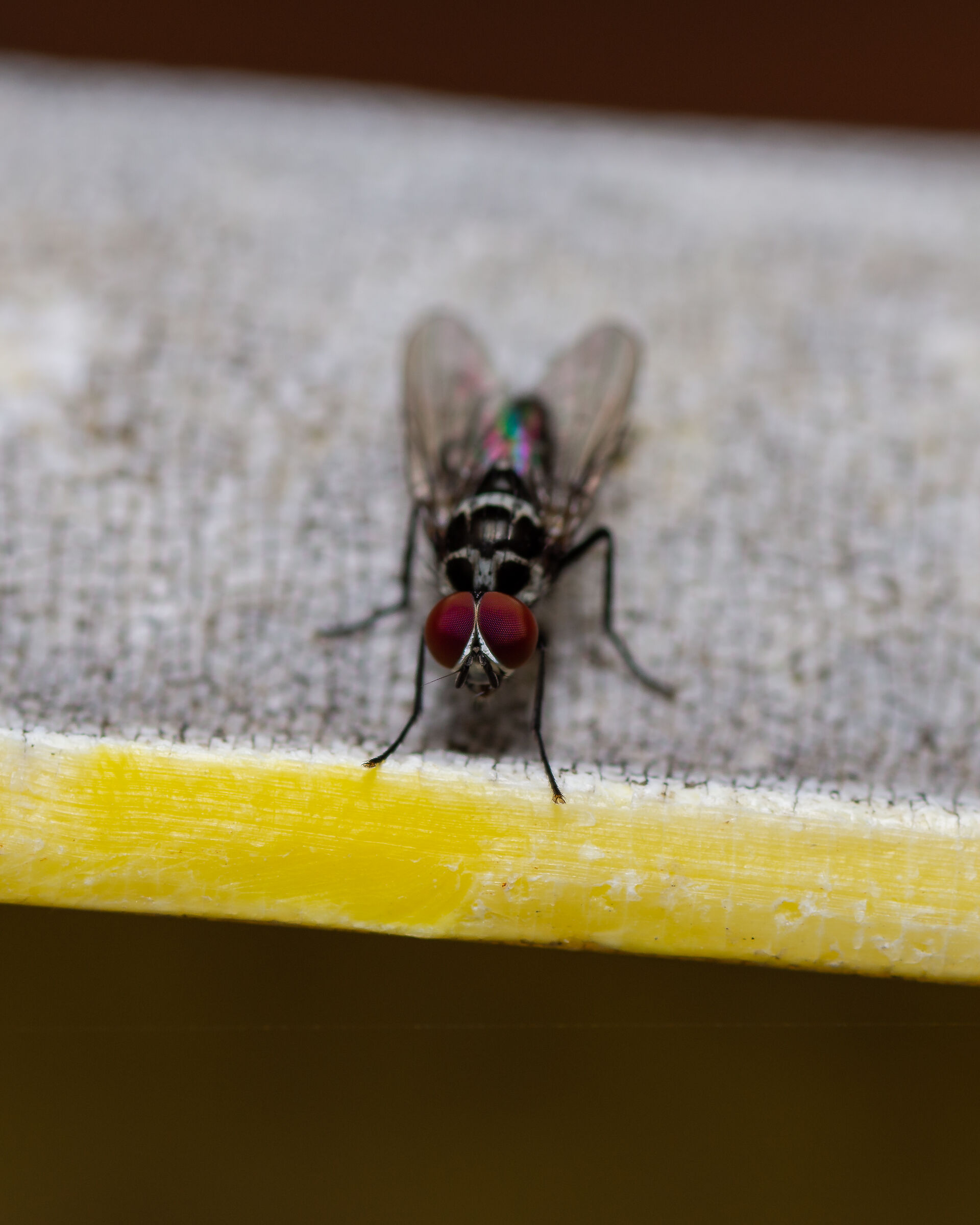 Musca domestica Linnaeus