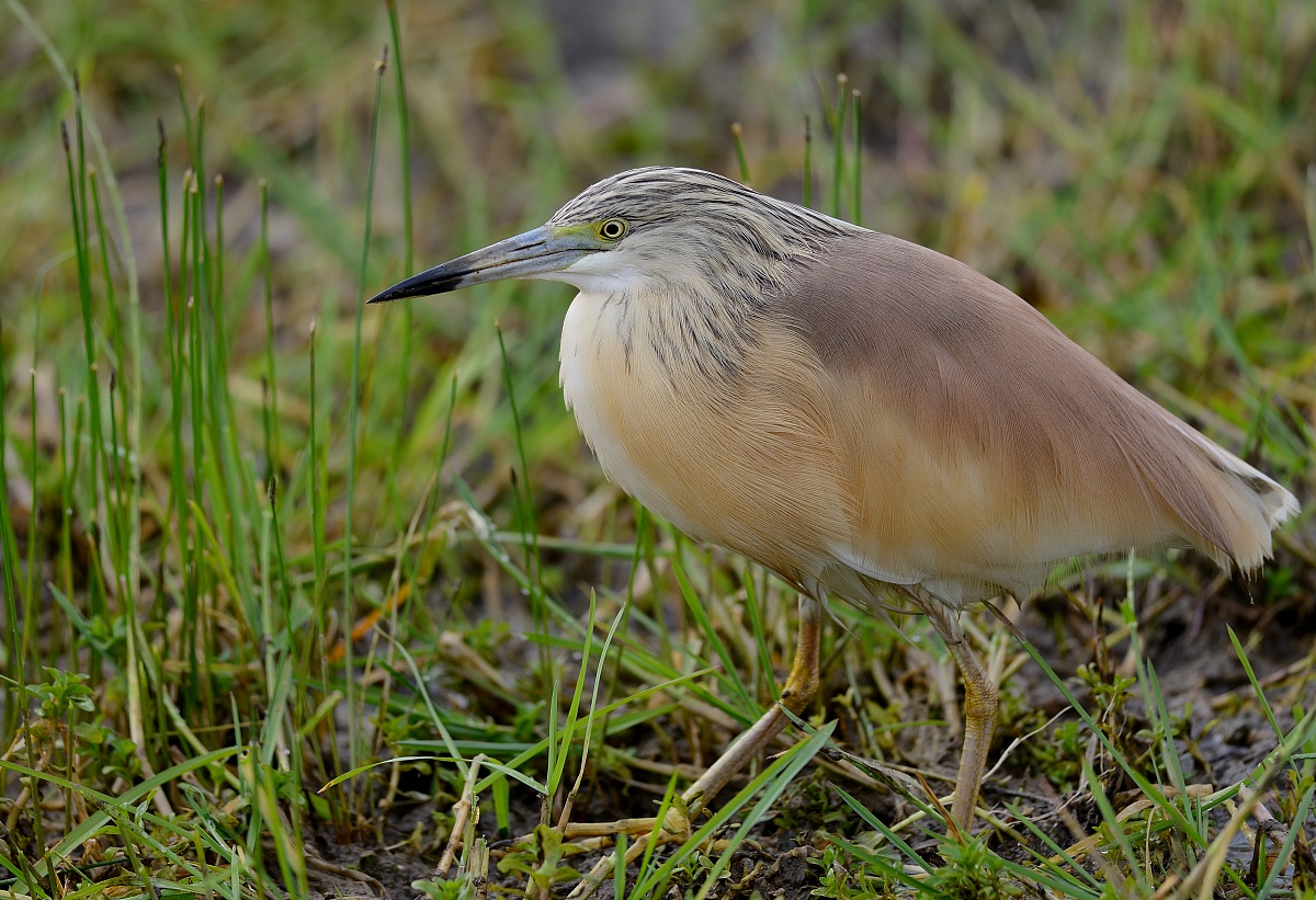 Squacco heron / Ardeola ralloides