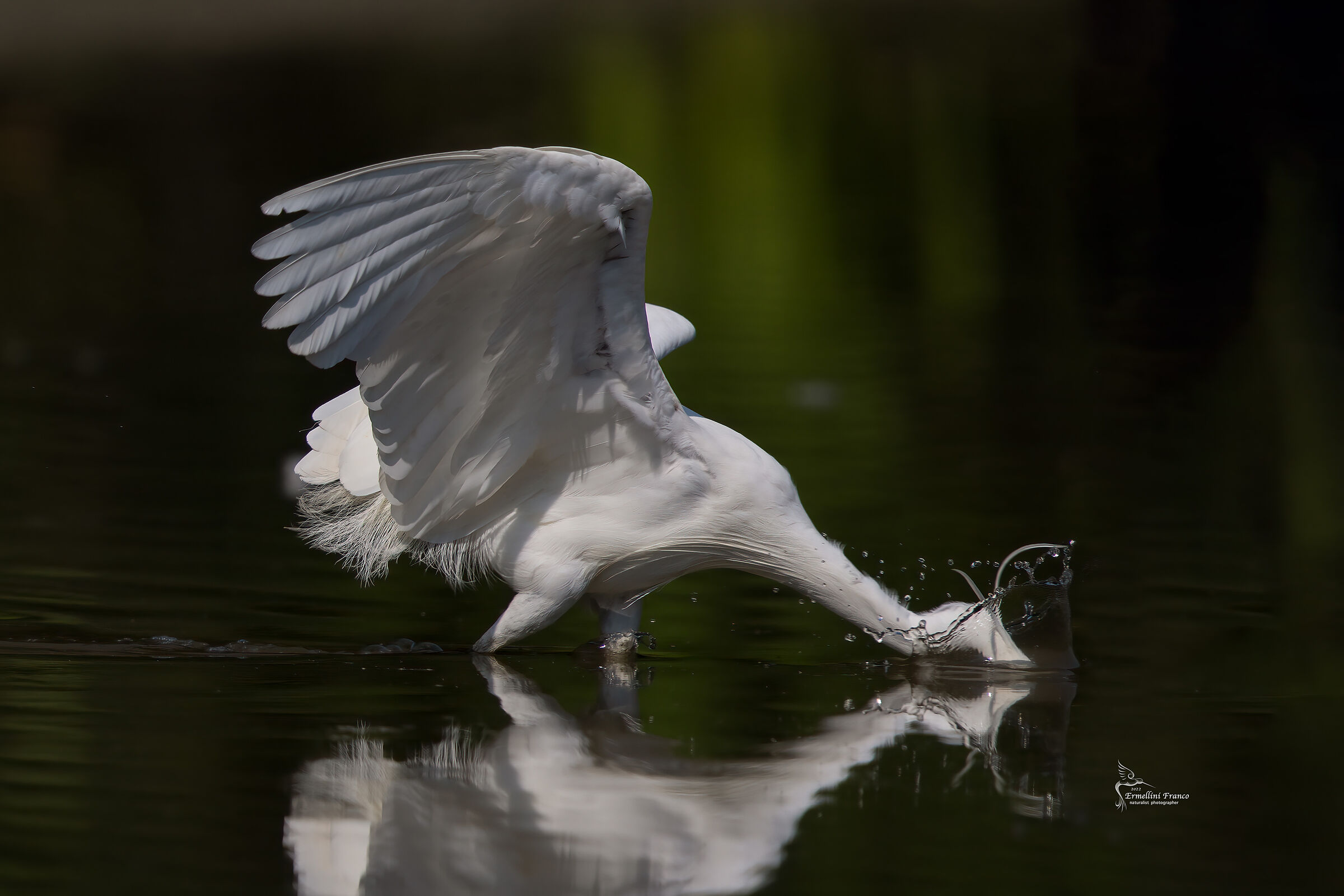 Egret