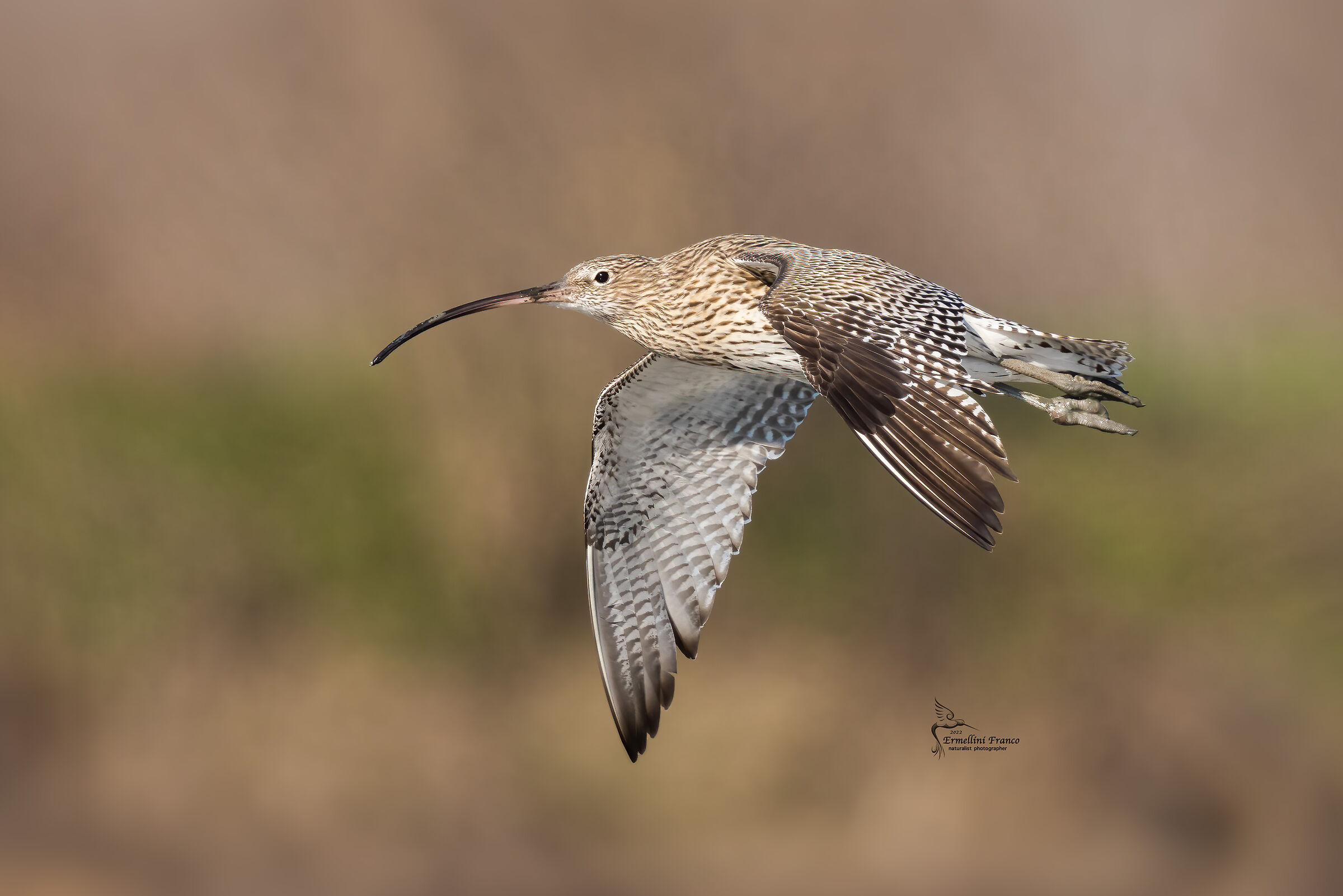 Curlew