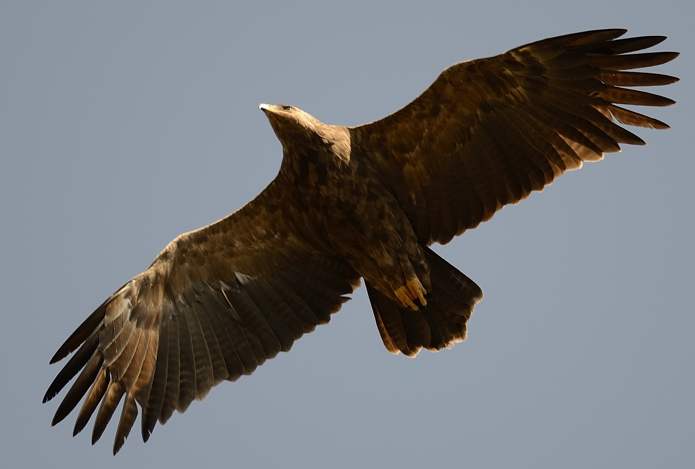 Lesser spotted eagle / Aquila pomarina
