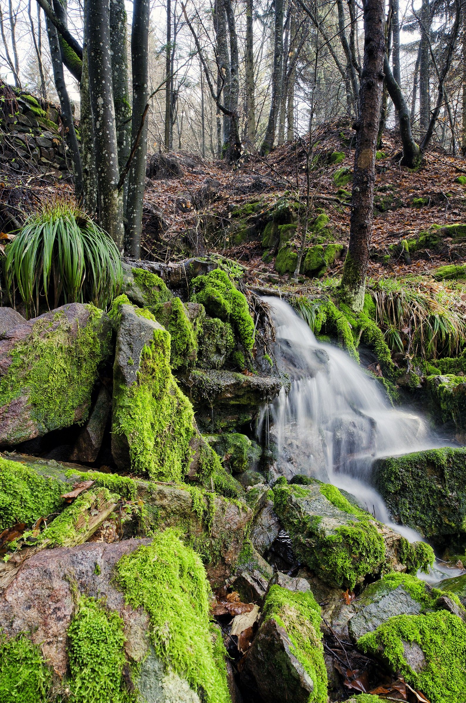 I boschi del Porfido.....