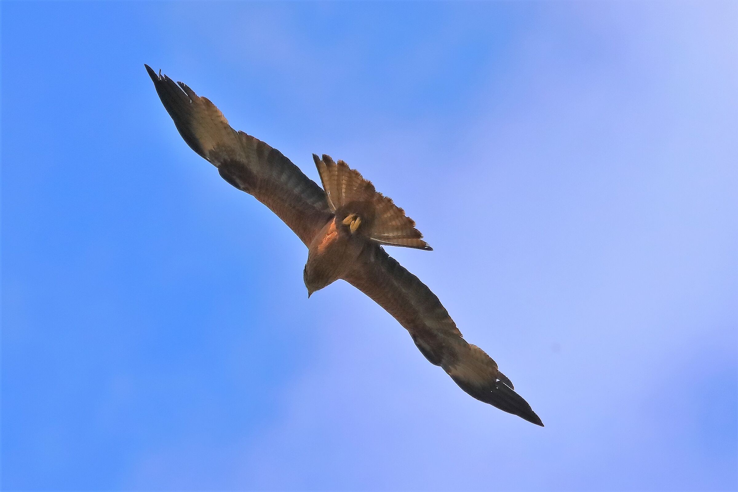 Nibbio bruno 29-06-2022