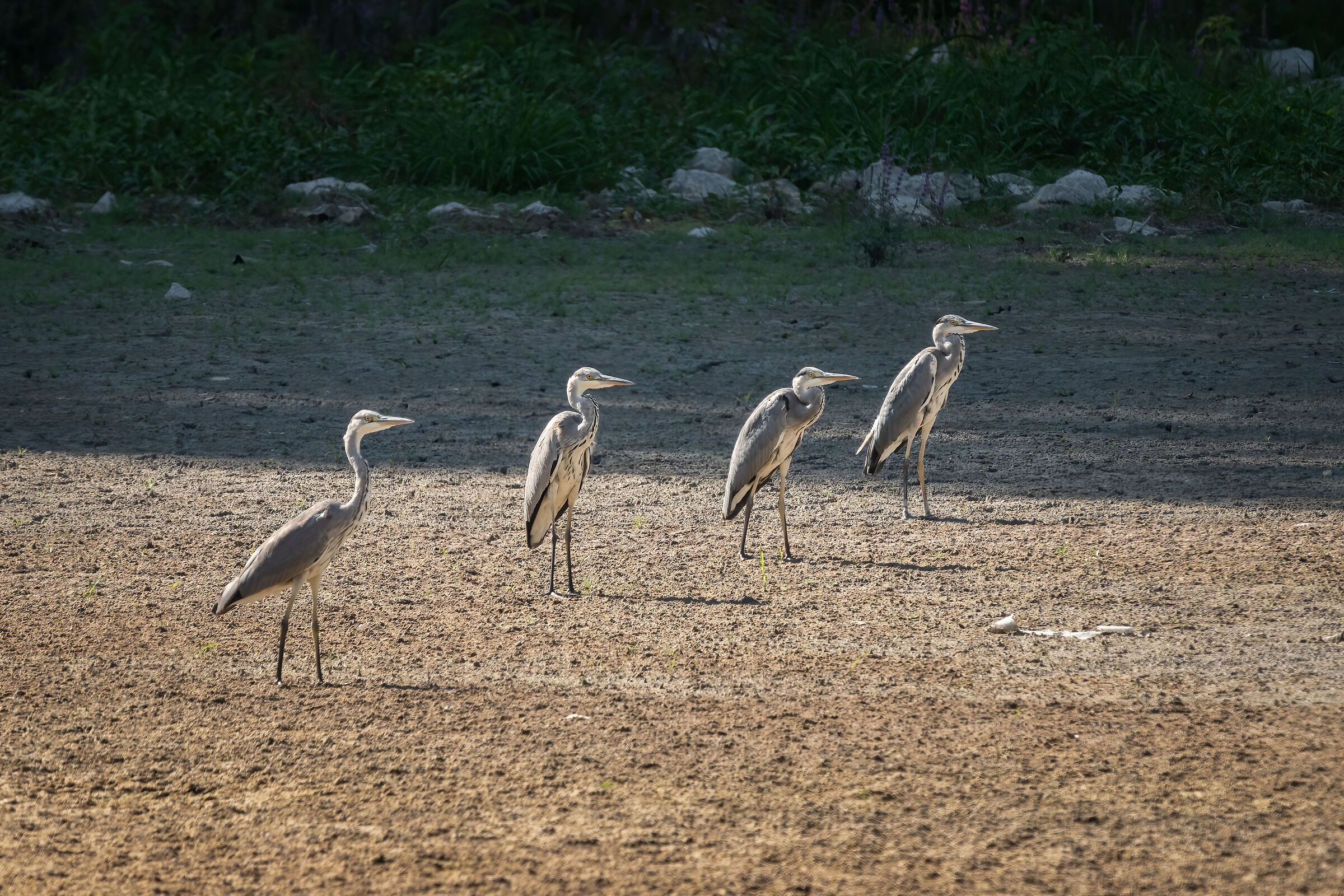 I quattro dell'apocalisse