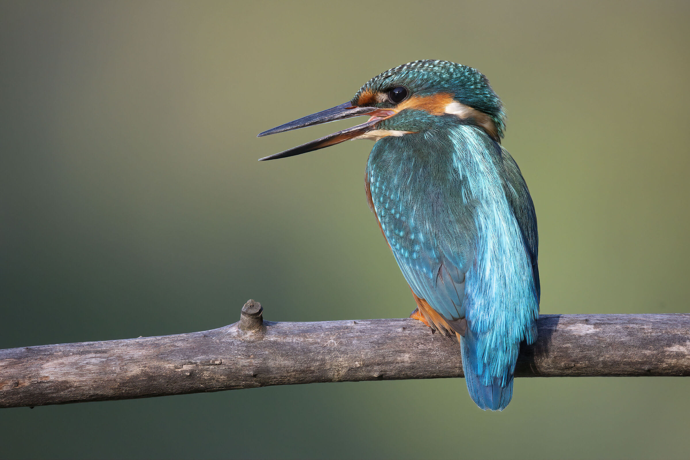 Martin Pescatore (f)