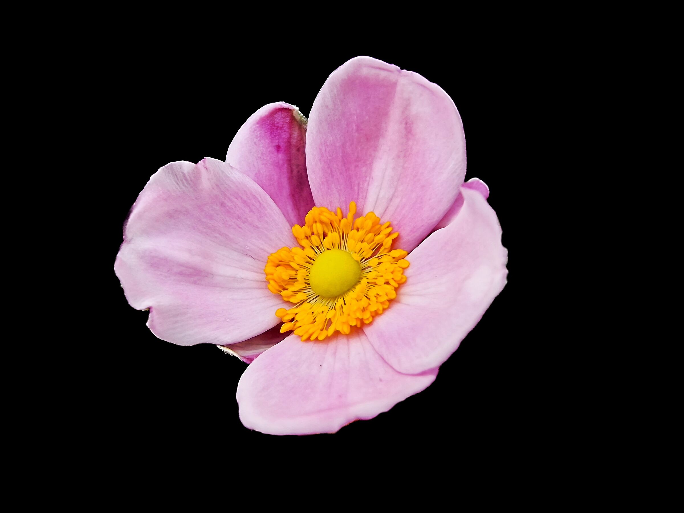 Anemone rosa