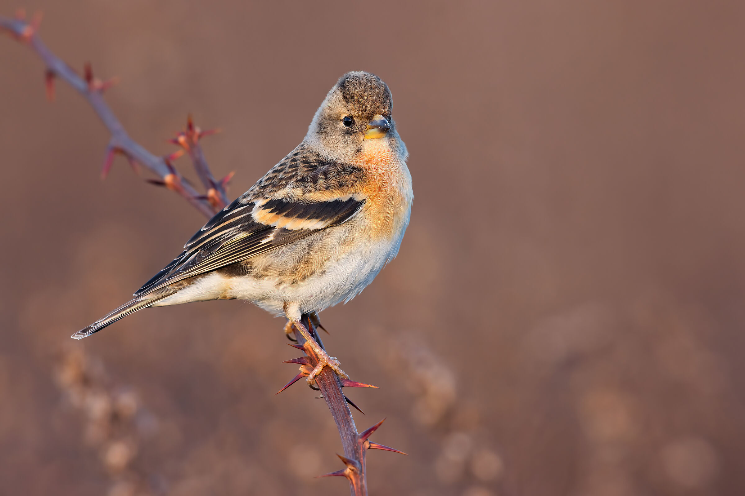 Brambling