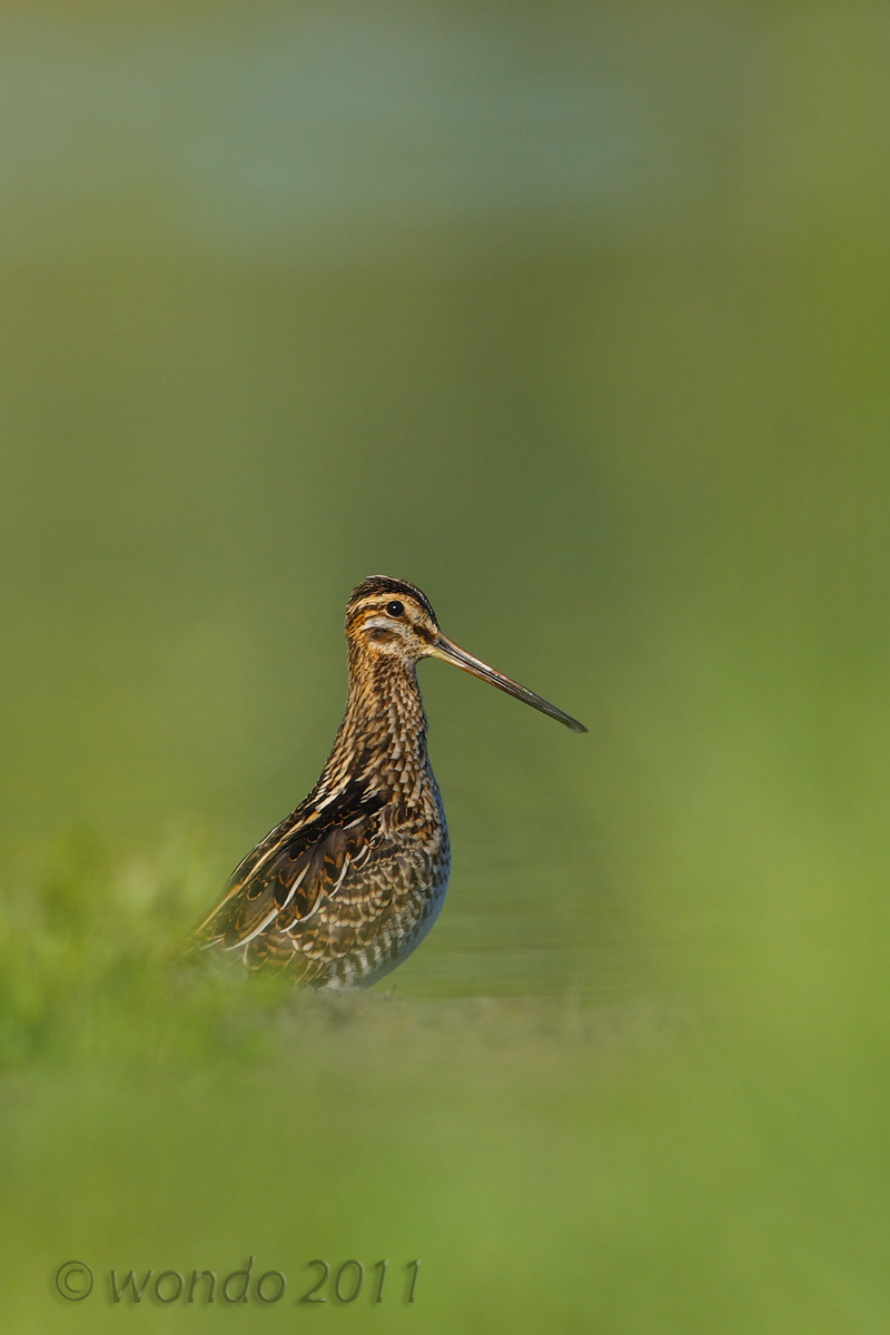 Gallinago Gallinago (Snipe)