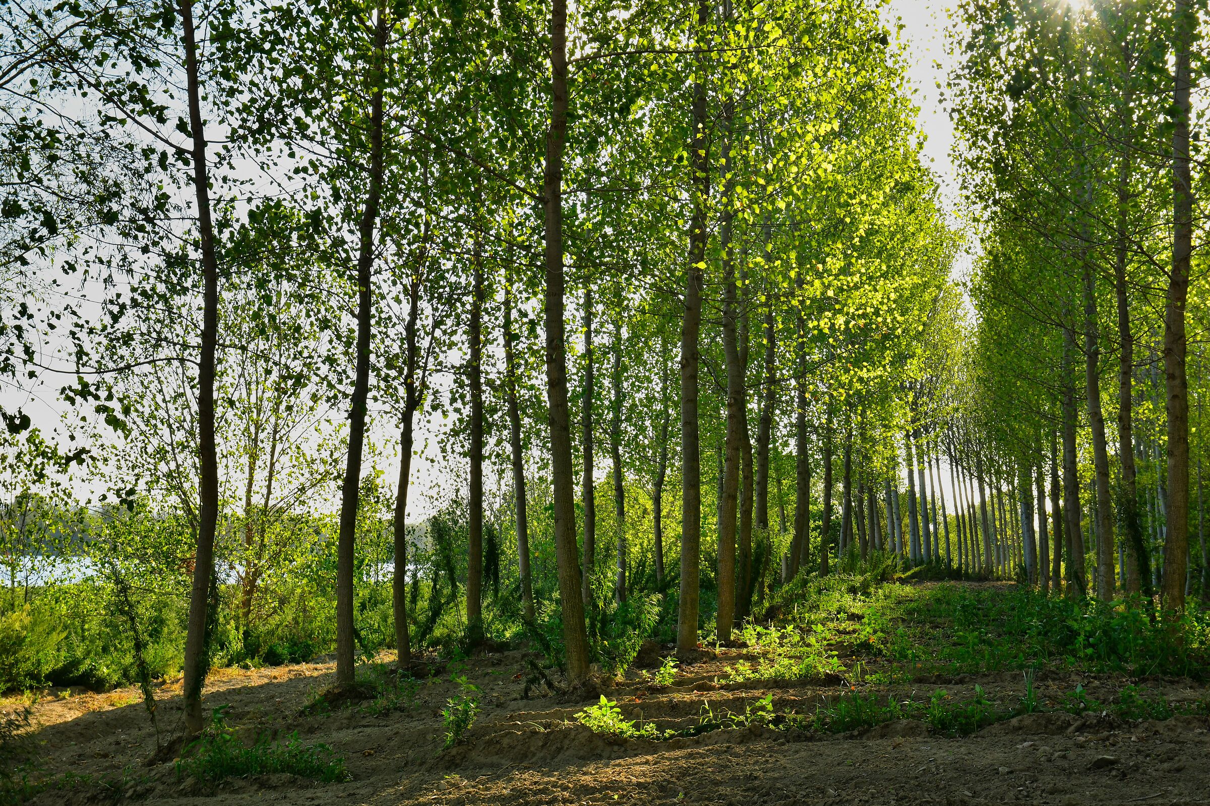 Borgonovo val tidone