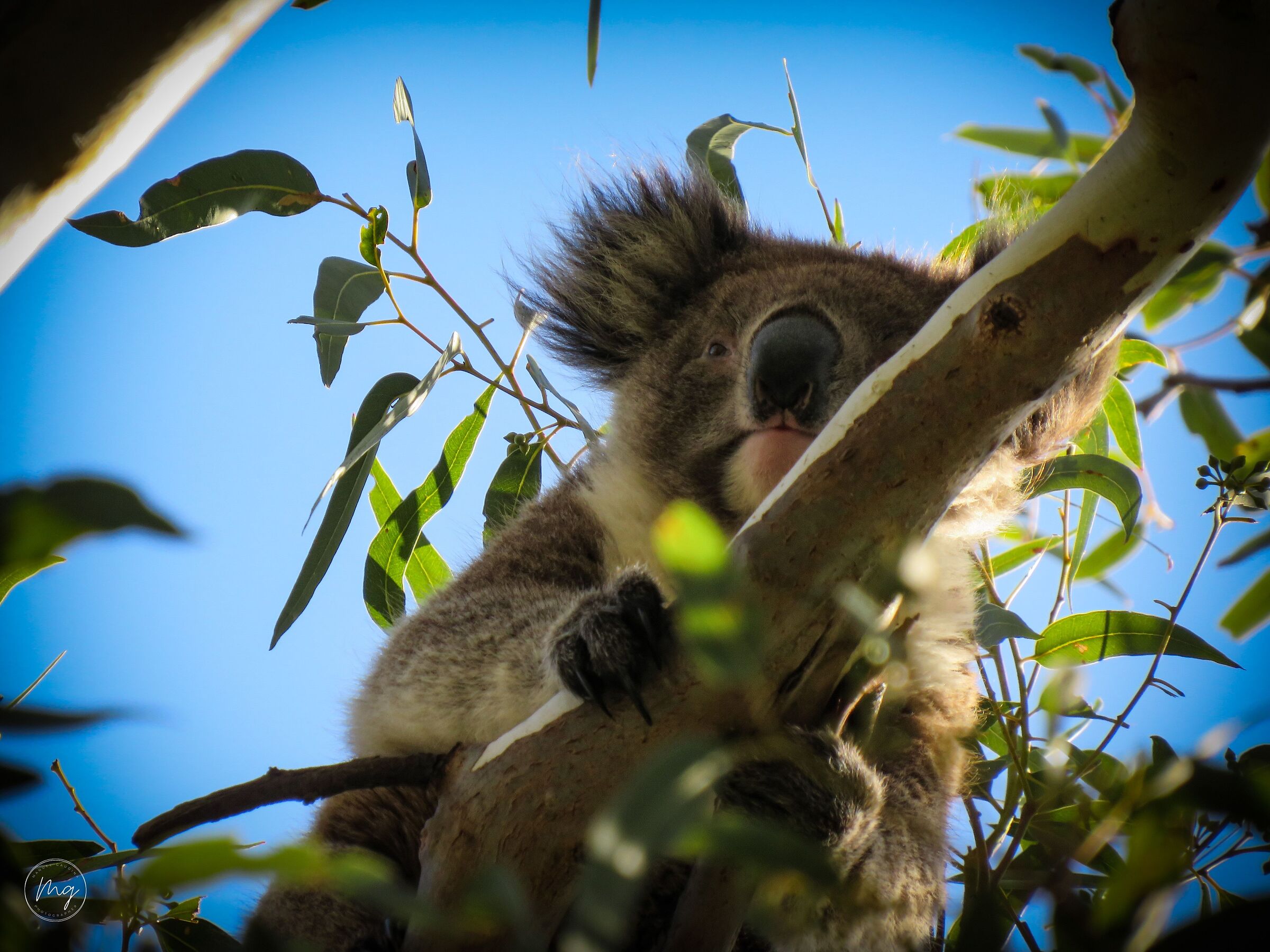 Australian wildlife - Koala (3)