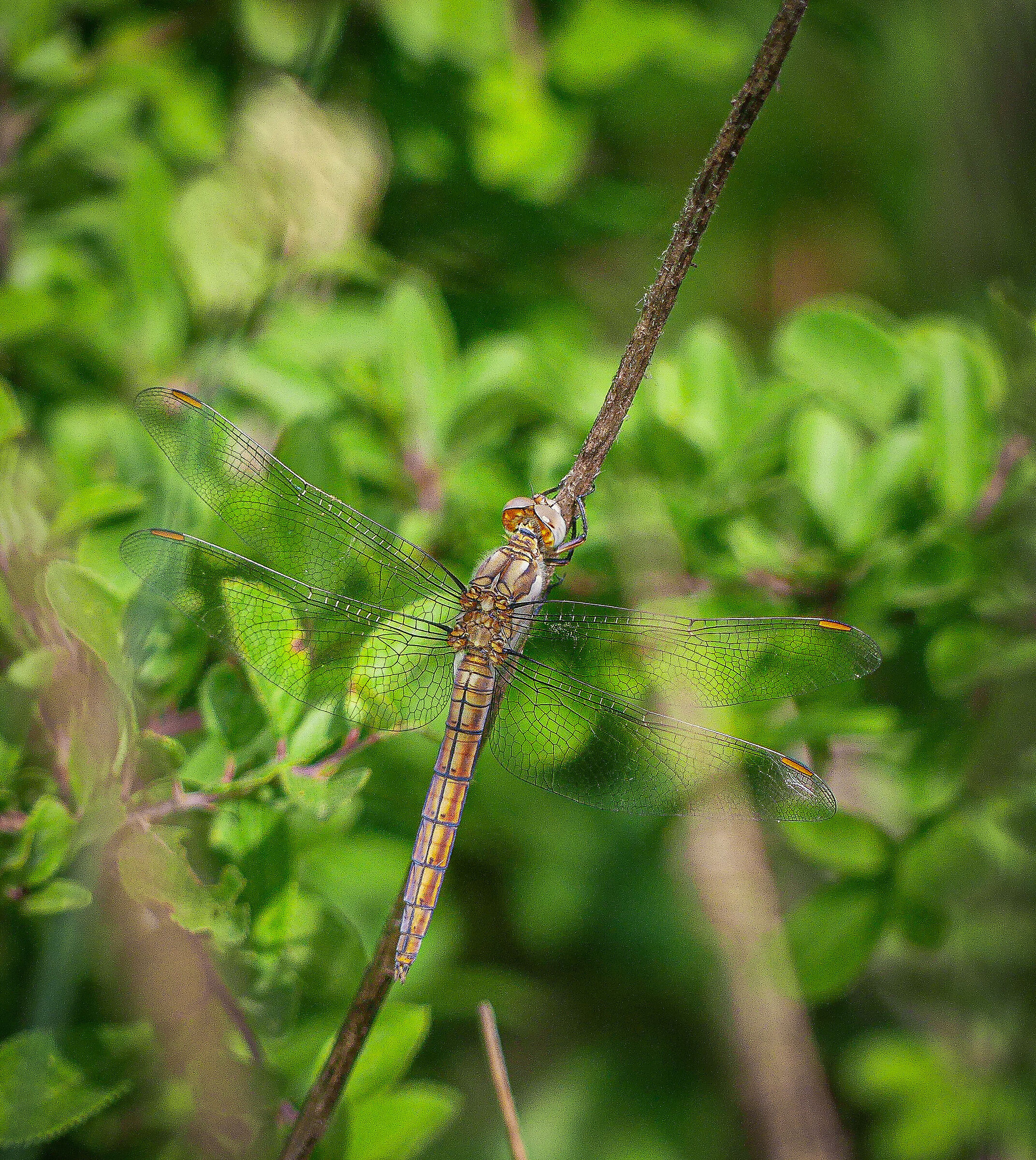 Orthetrum cancellatum