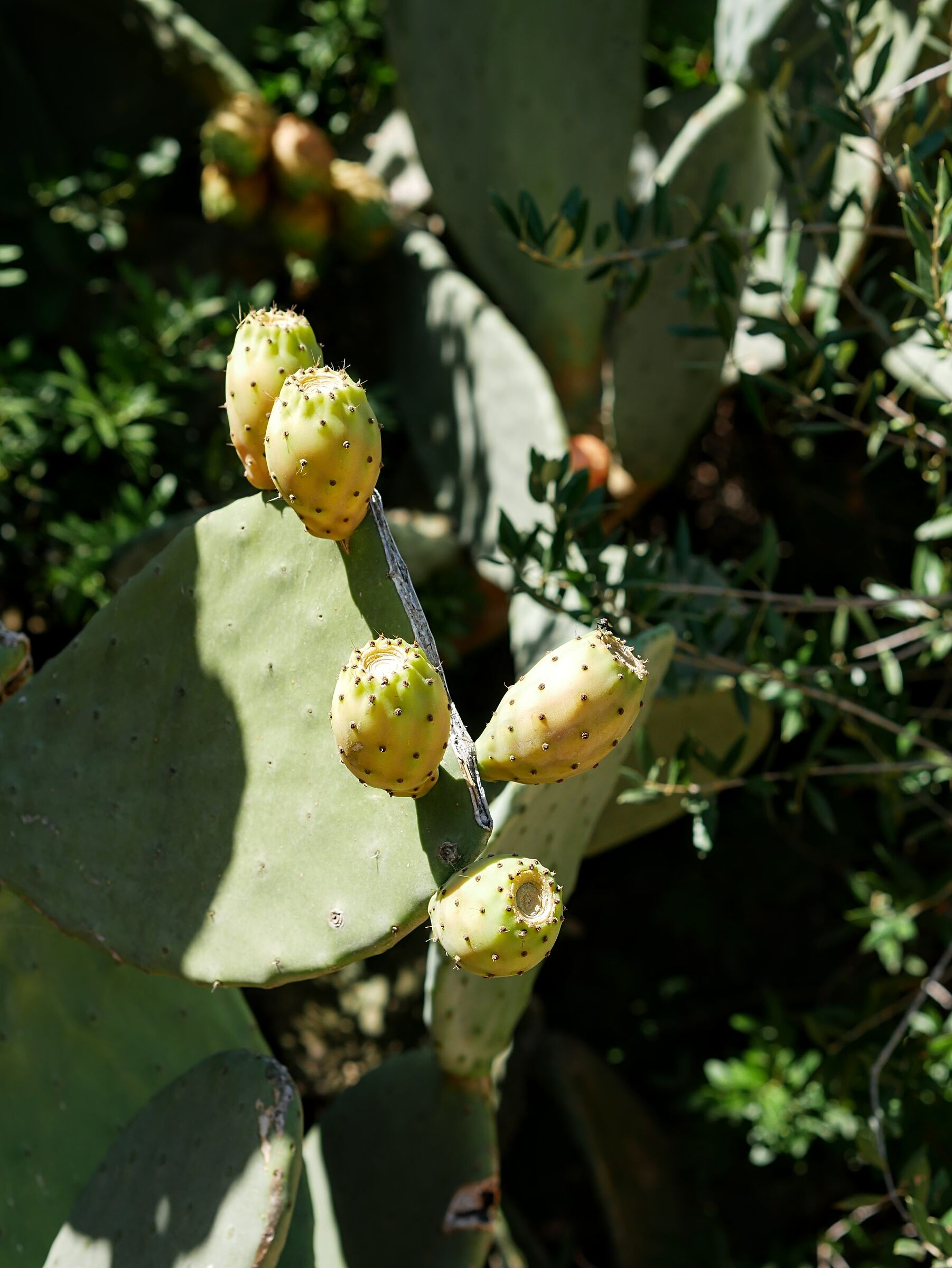 Prickly pear