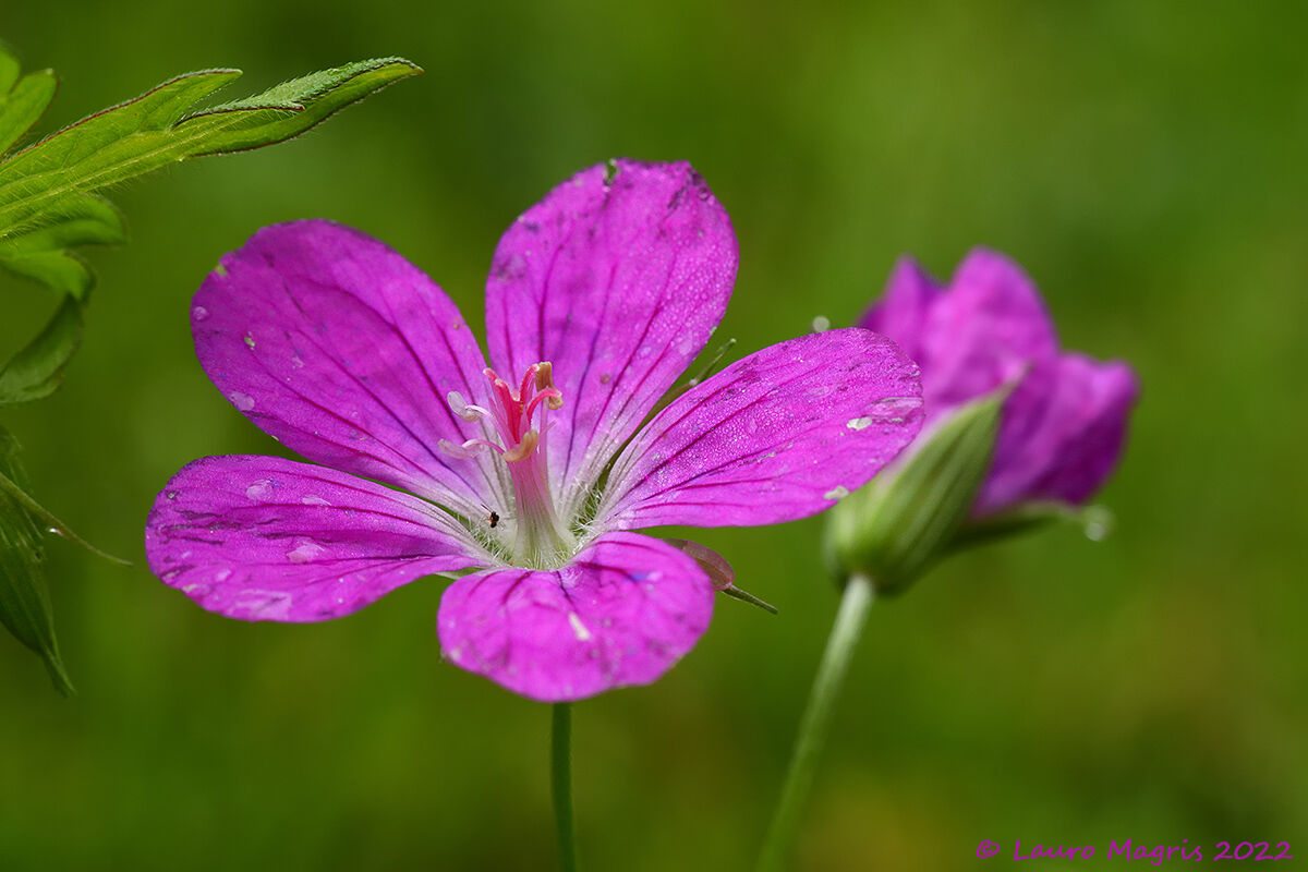 Geranio Palustre