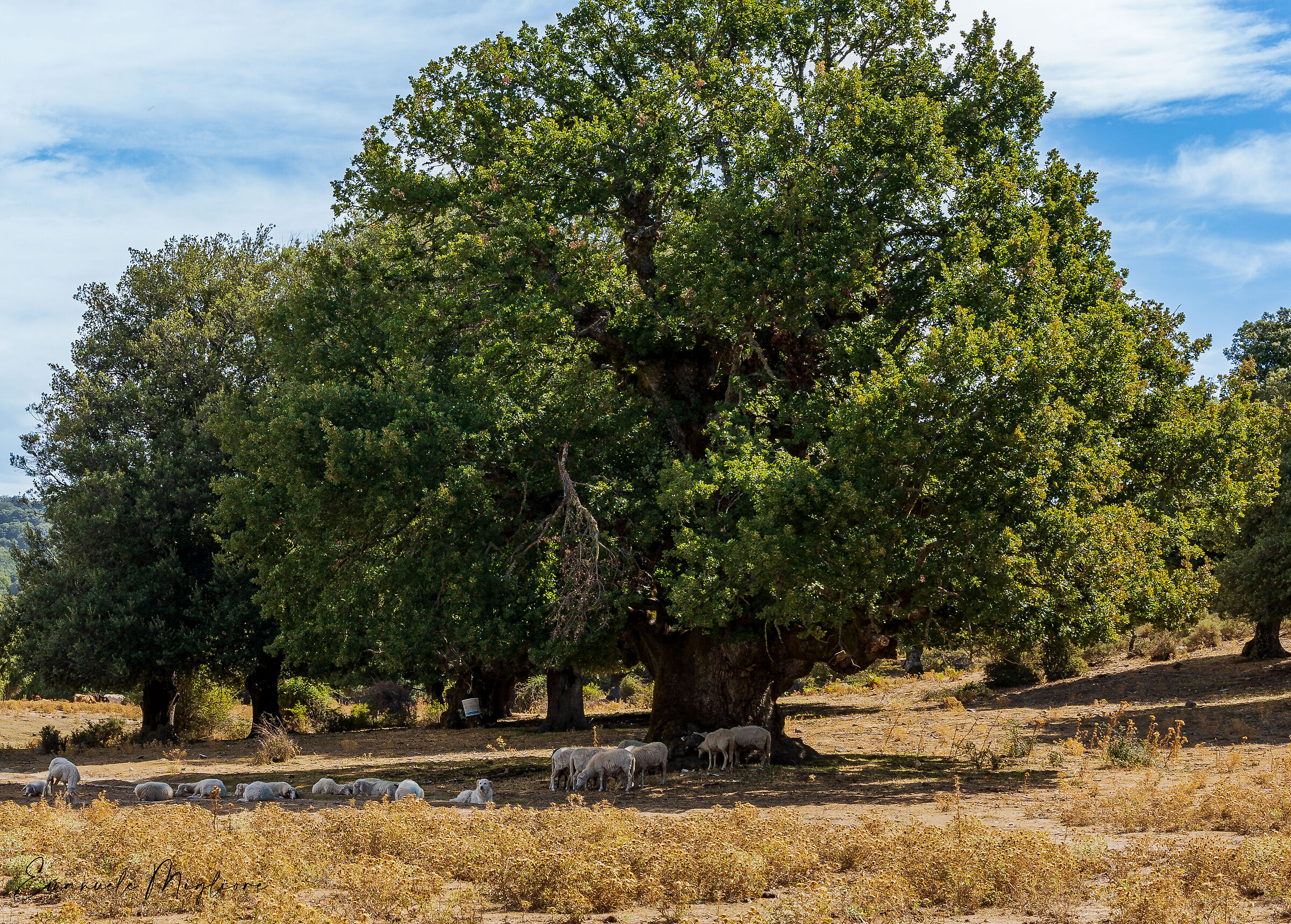 All'ombra del gigante