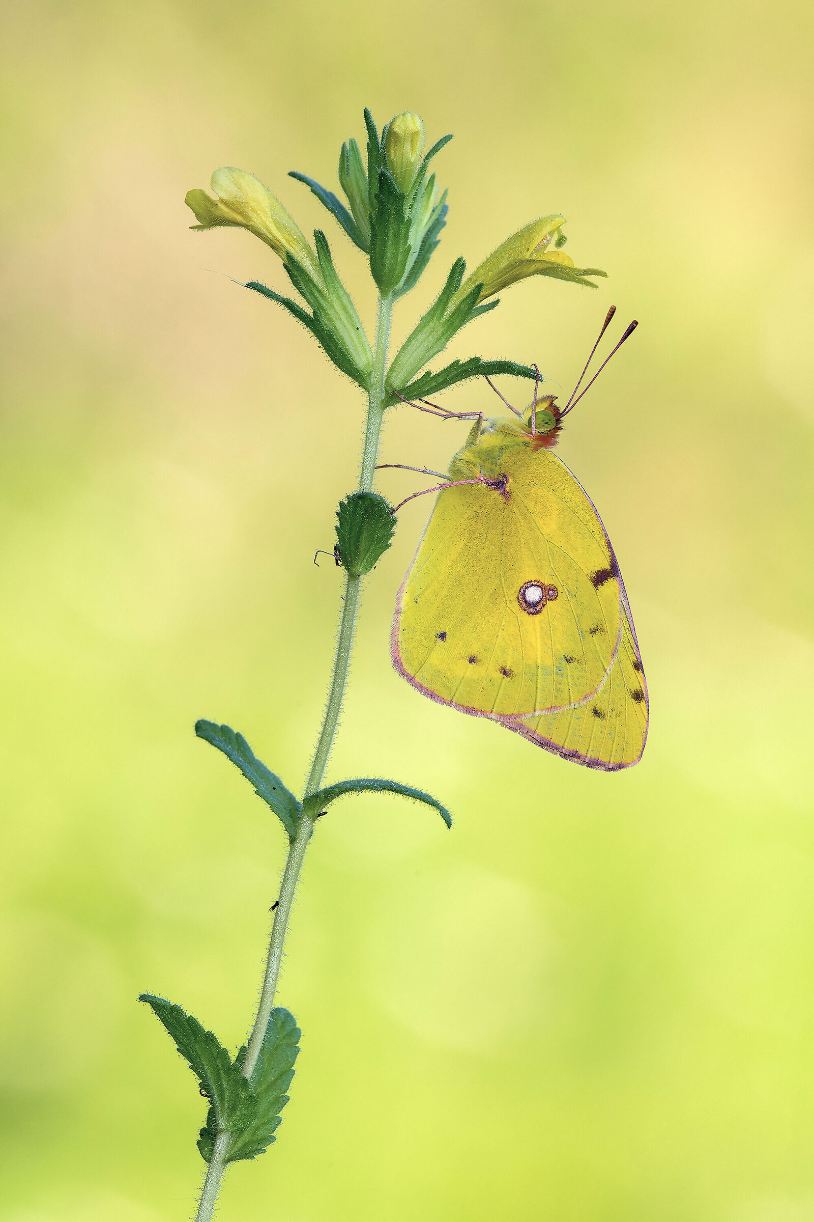 Colias crocea