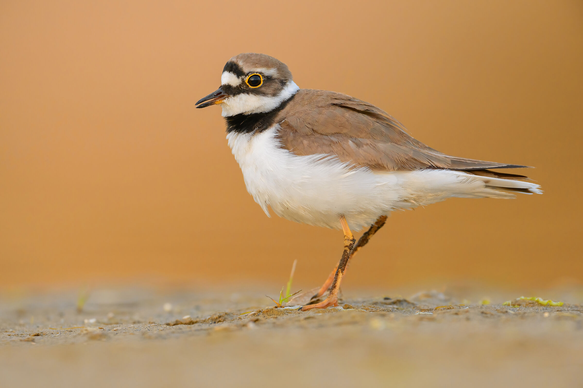 Little ringed plover