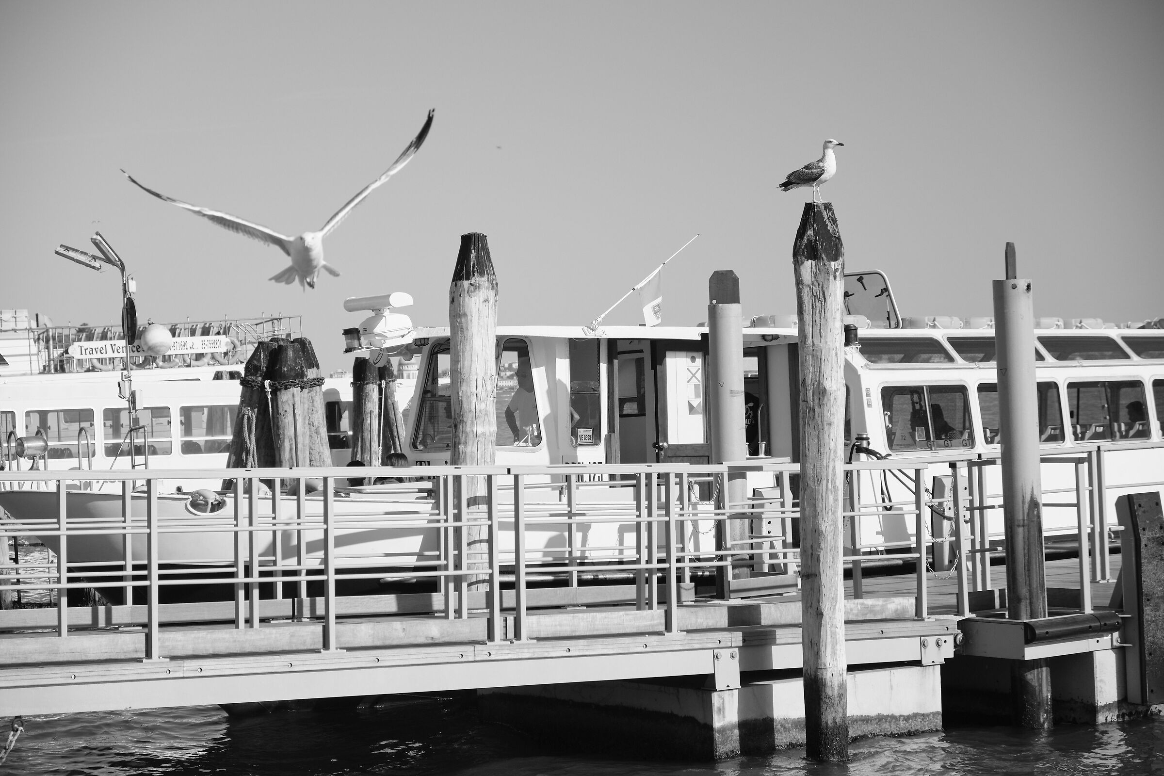 Gabbiani al porto di Venezia