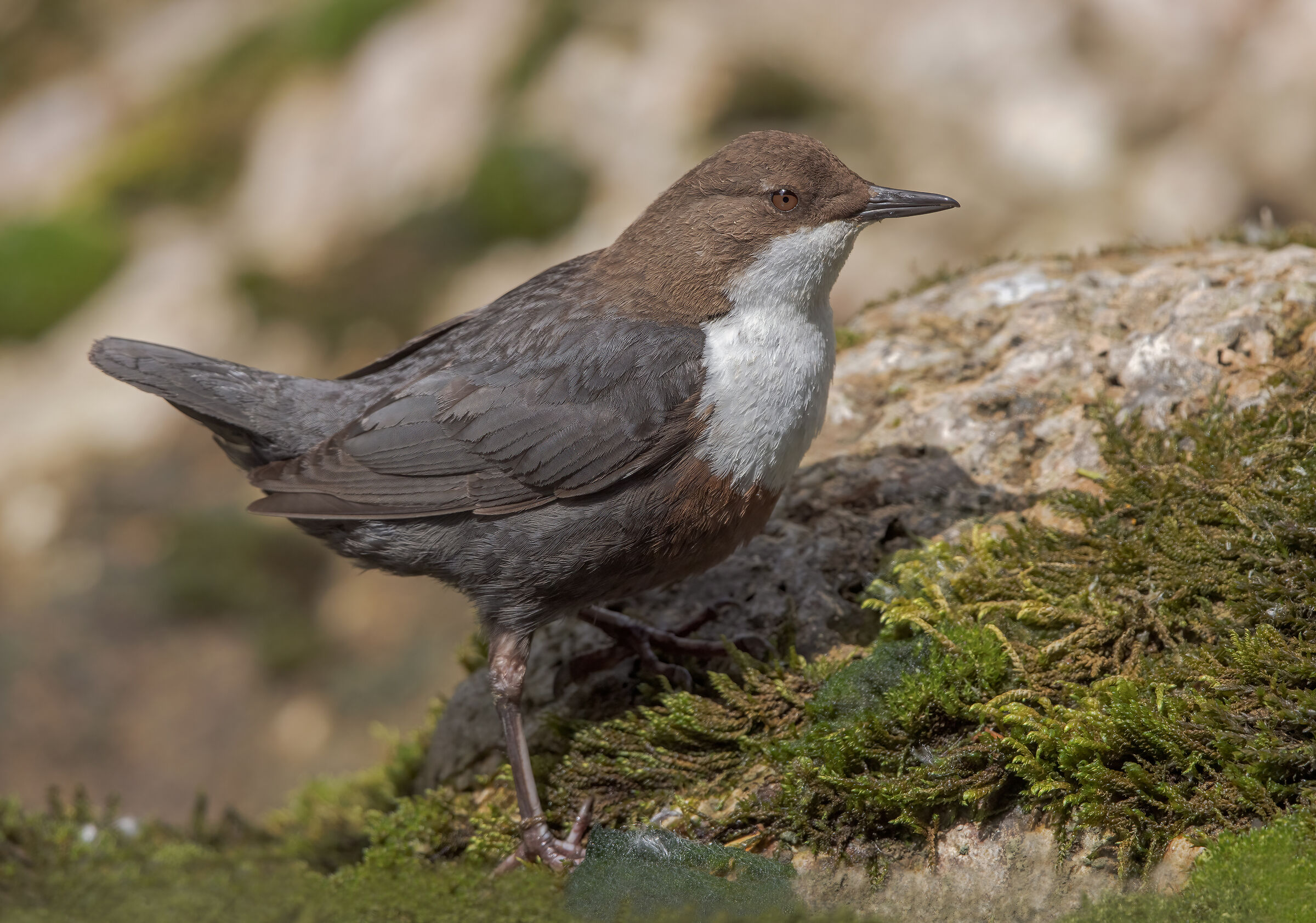 White-throated dipper