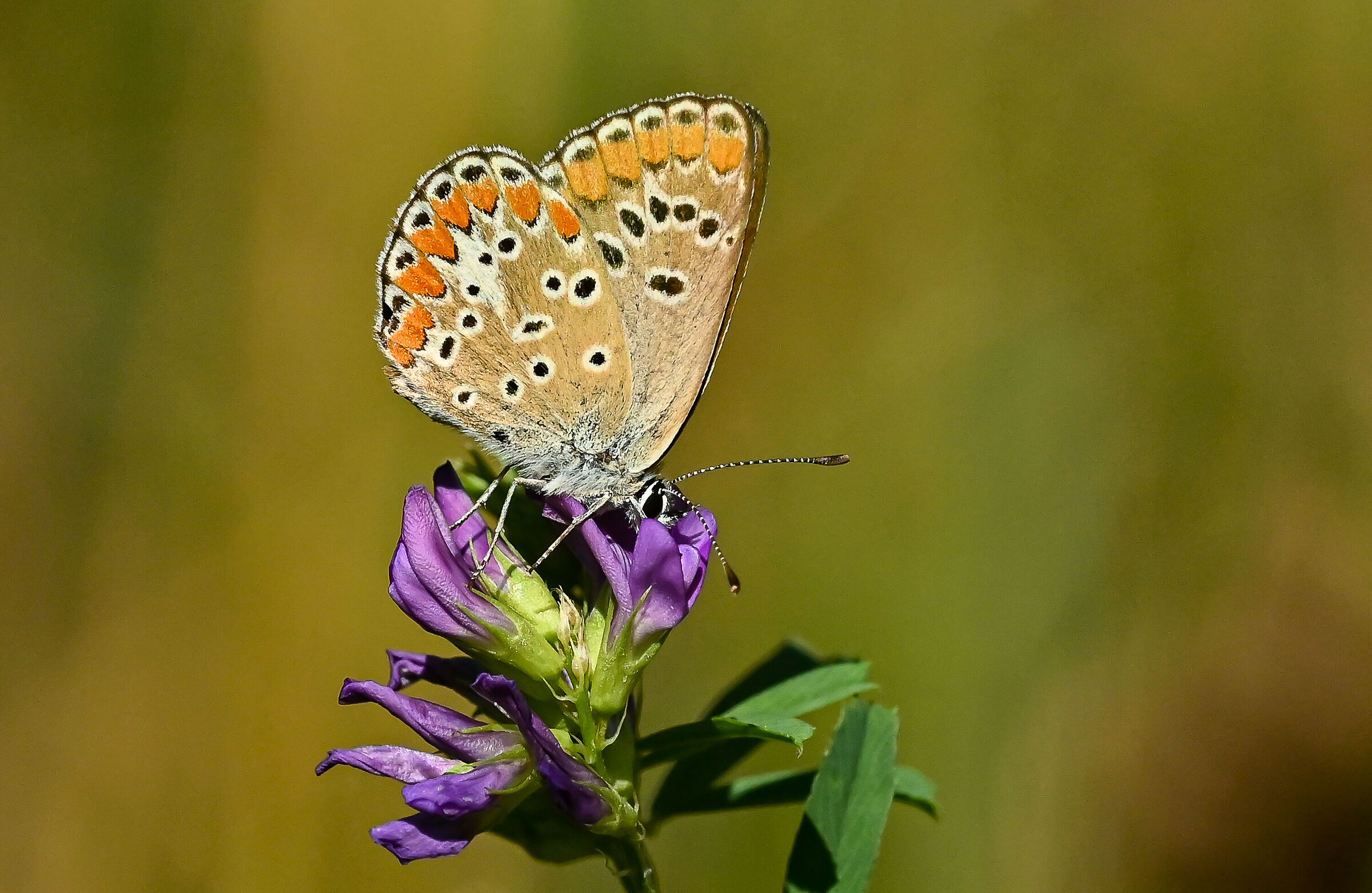 The aricia of the fields