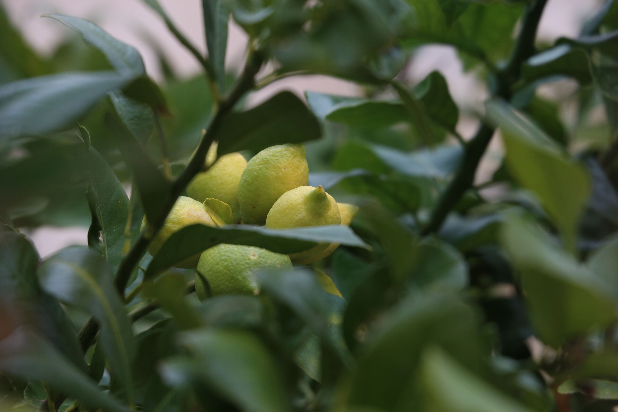 @ 200- ISO 1.0 0 0, F. 6.7, 1/ 1.0 0 0- DO, 6D
