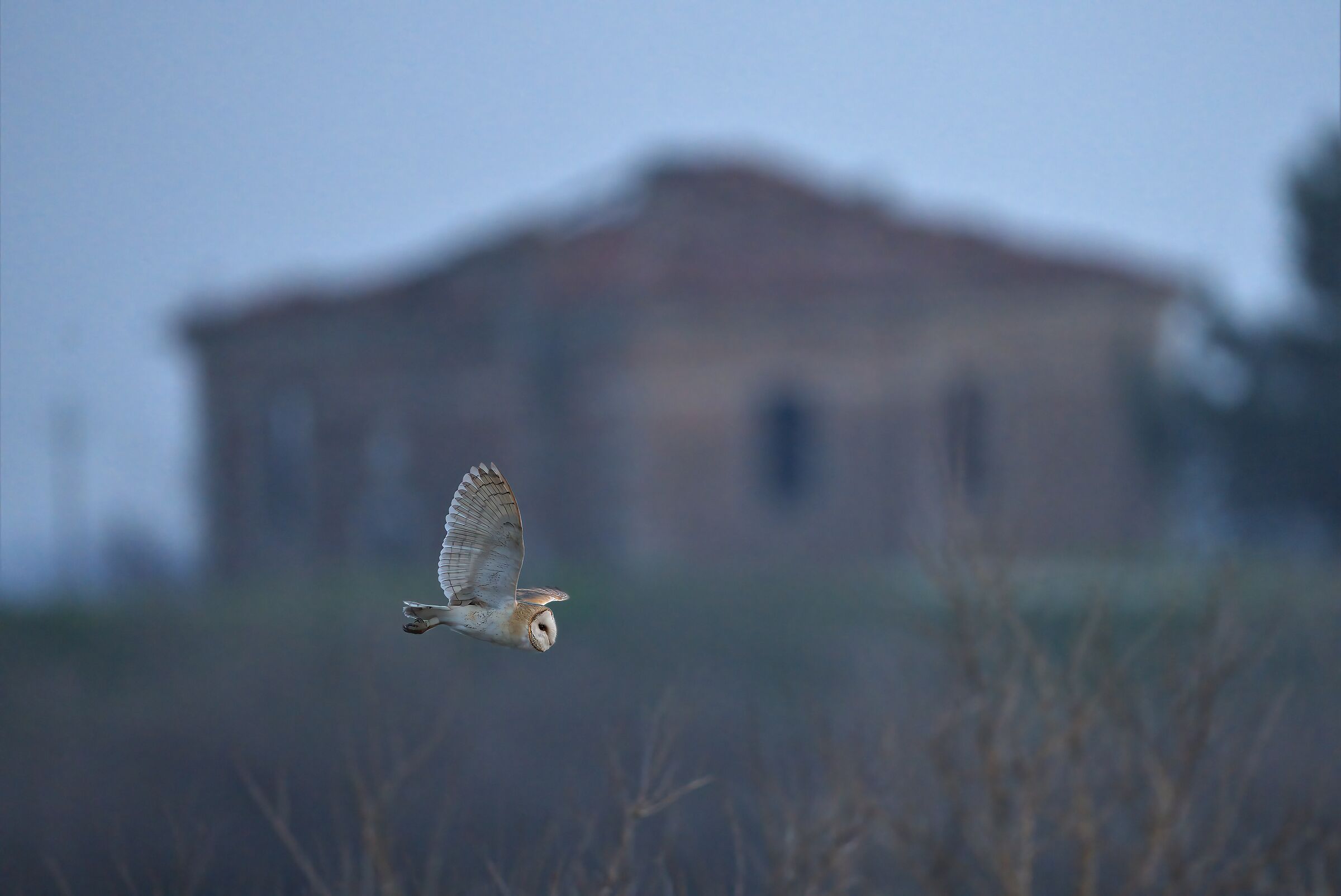 barn owl at sunset