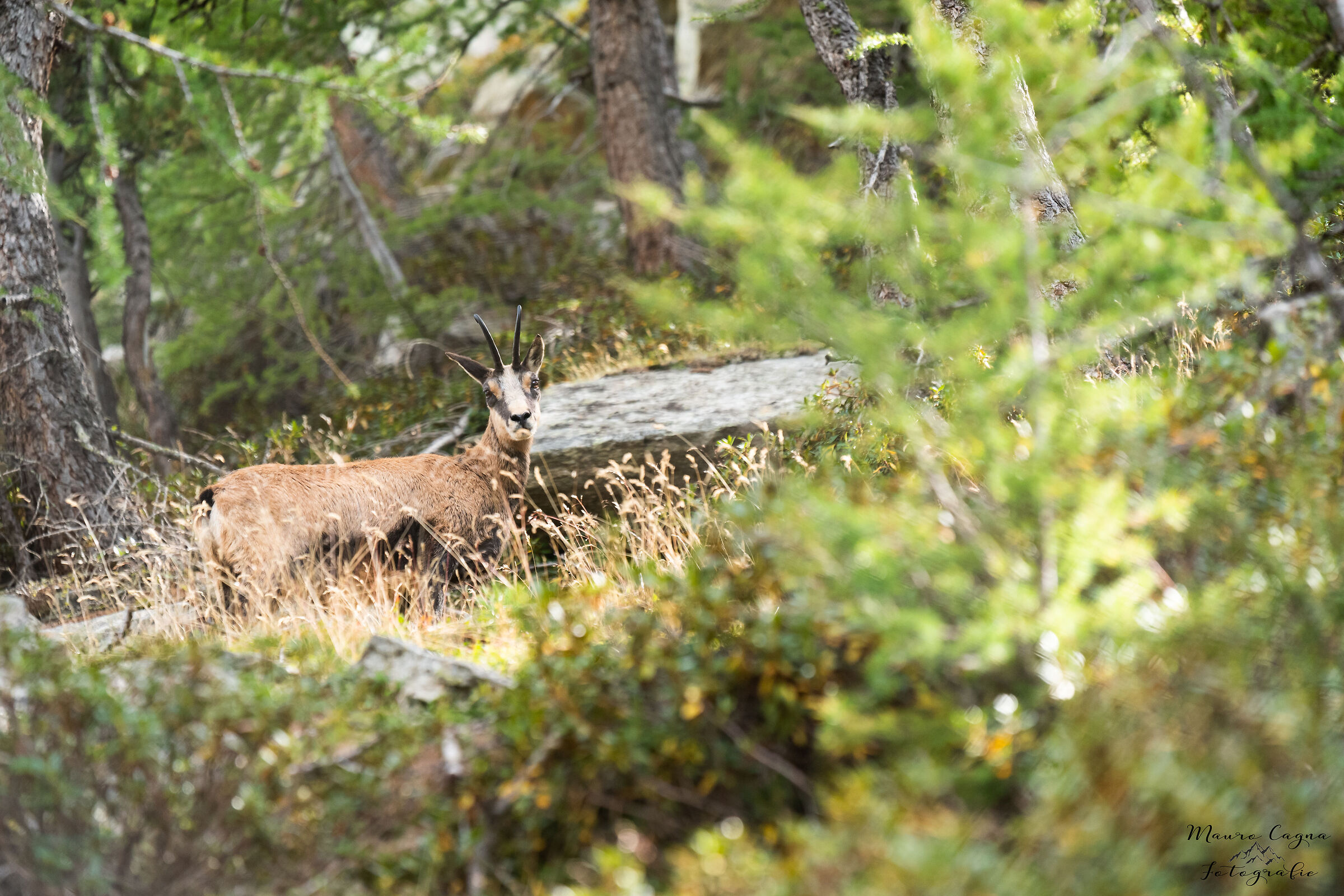 Trail companion