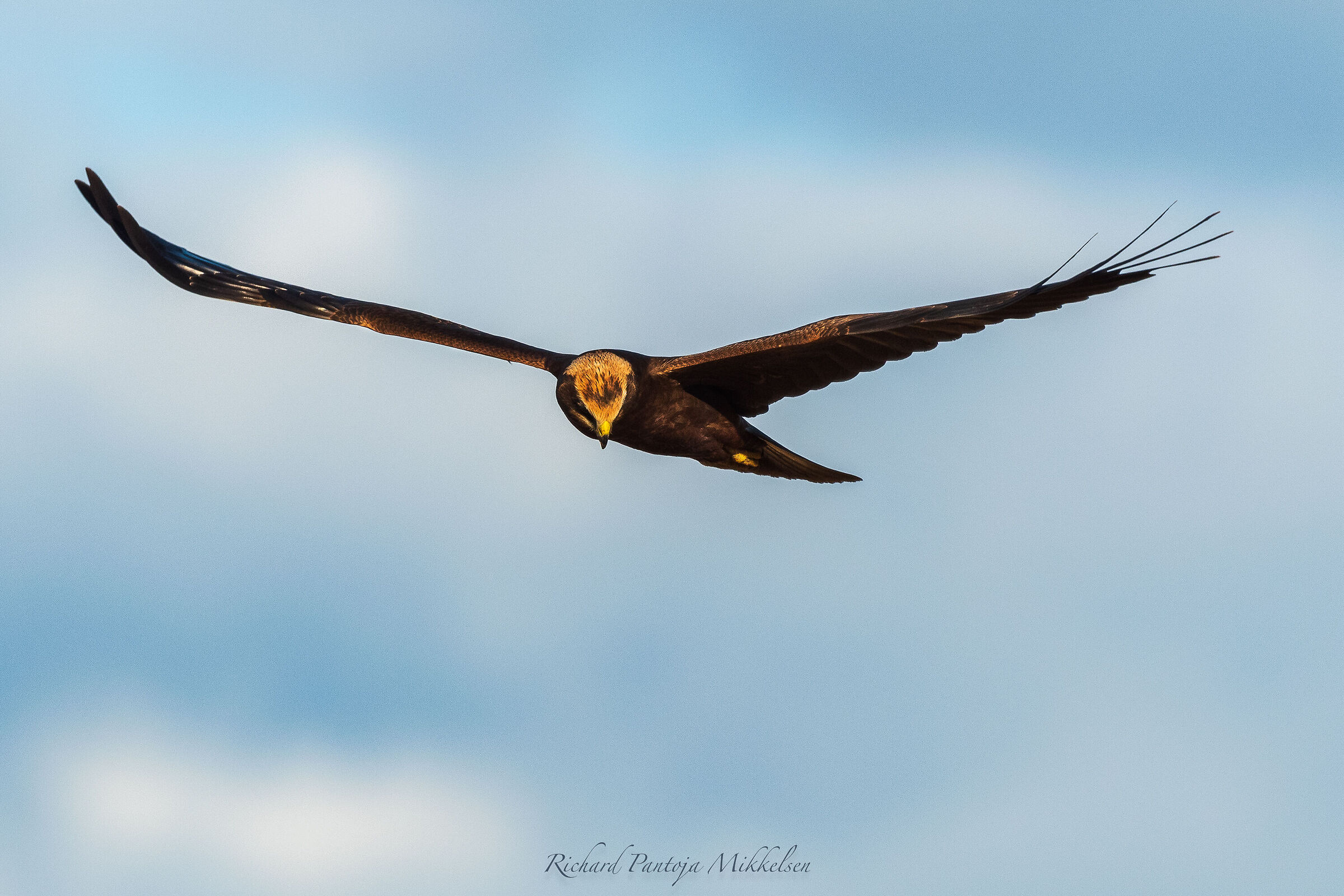 Marsh harrier