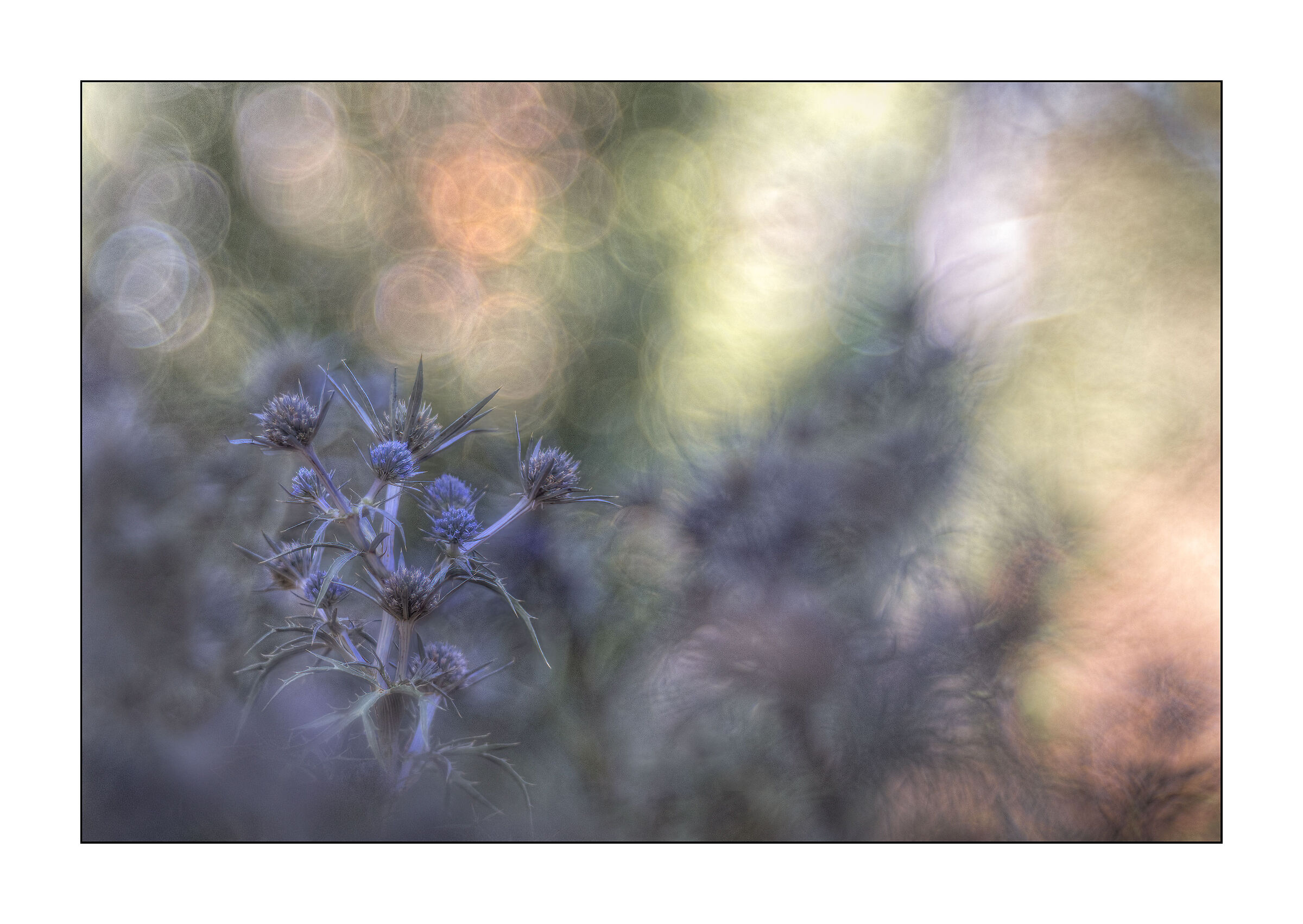 Carso triestono . eryngium amethystinum