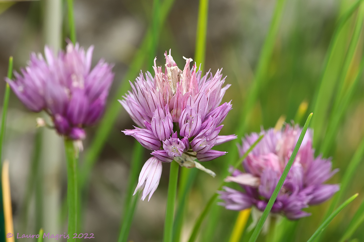 Erba cipollina selvatica