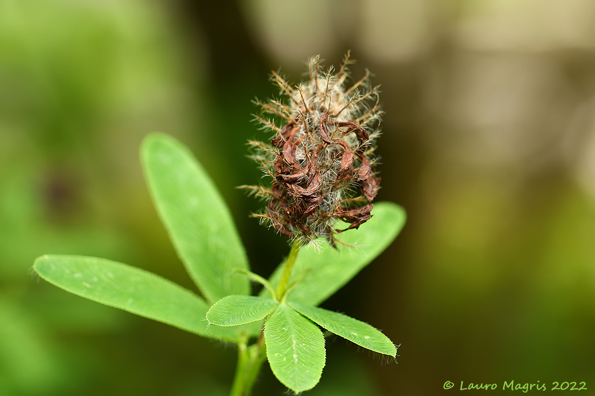 Trifoglio rosseggiante