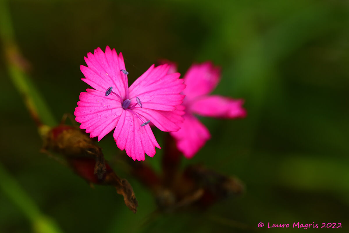 Garofanino sanguineo