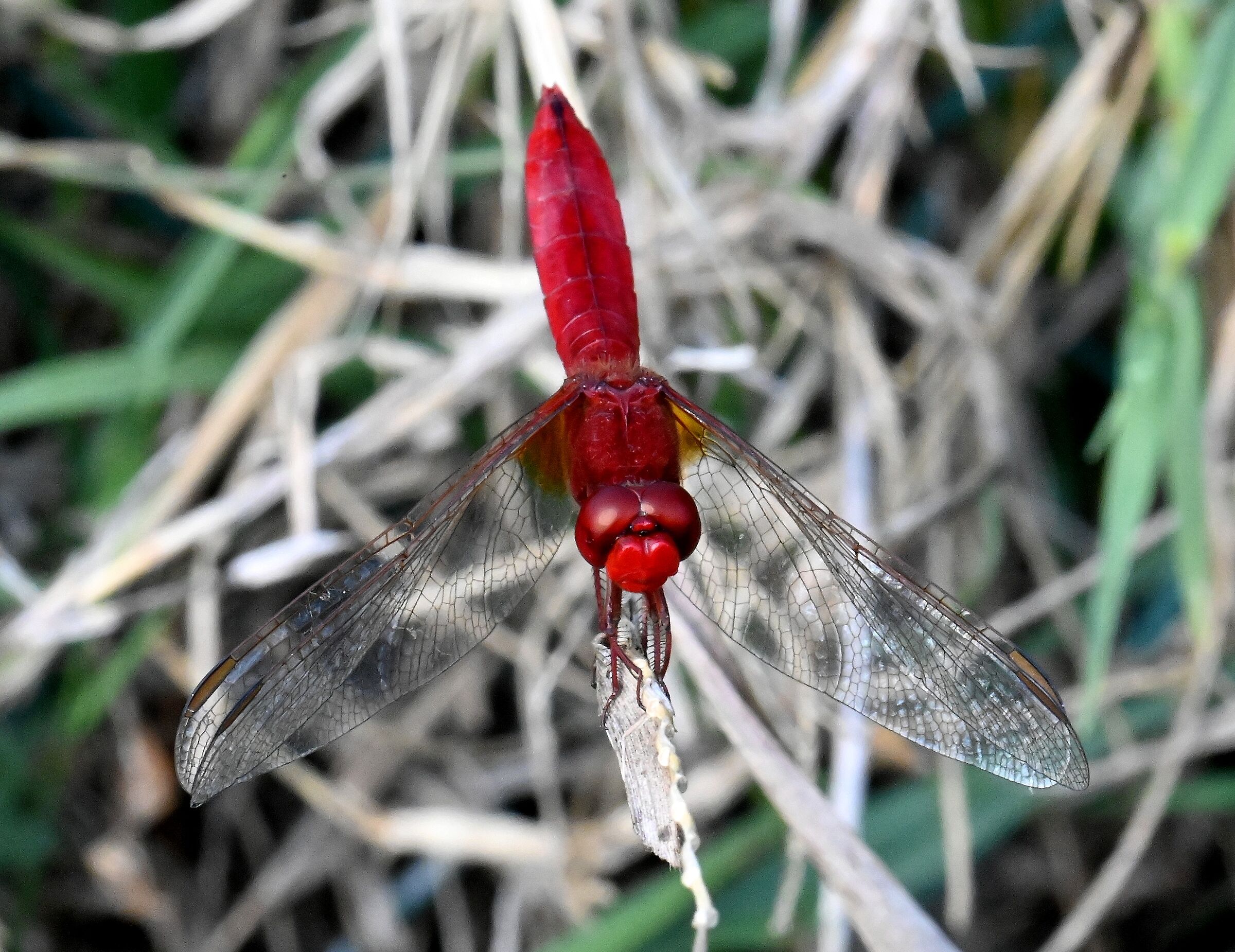 Libellula rossa
