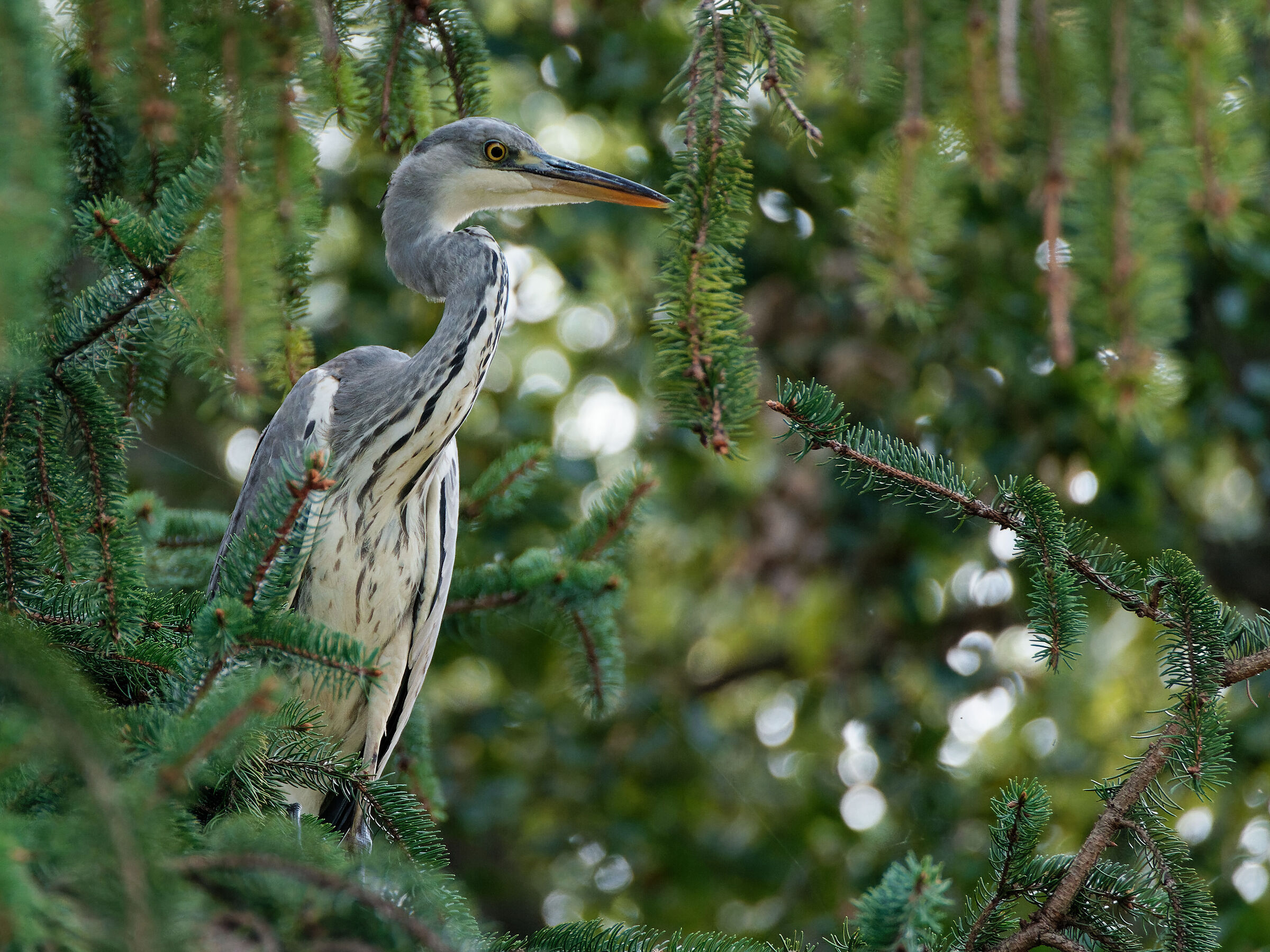 Grey heron