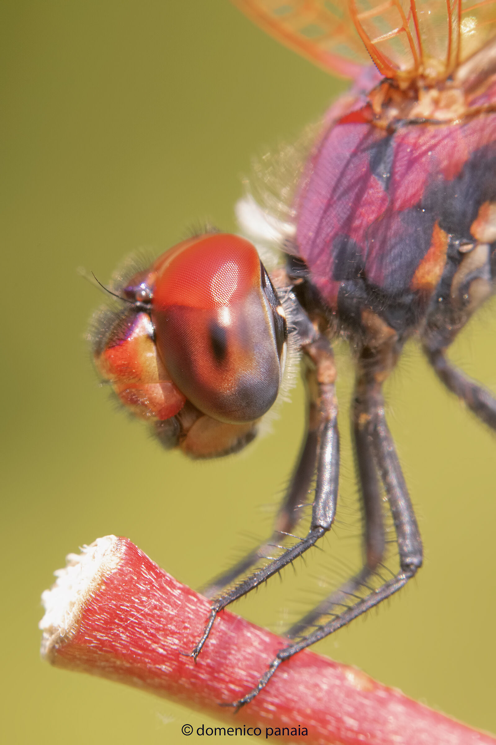trithemis annulata male