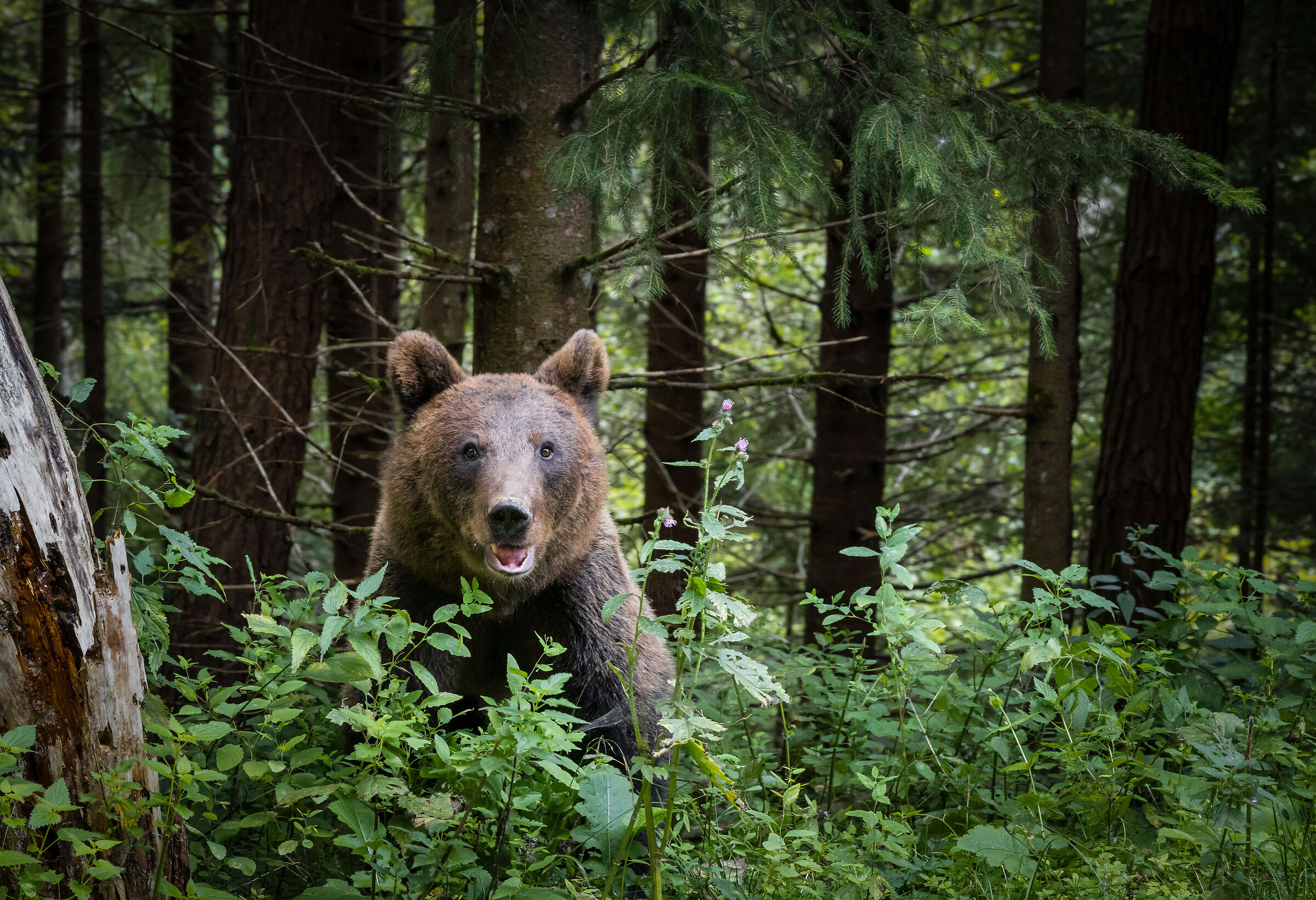 Bear on transfagarasan (Romania)