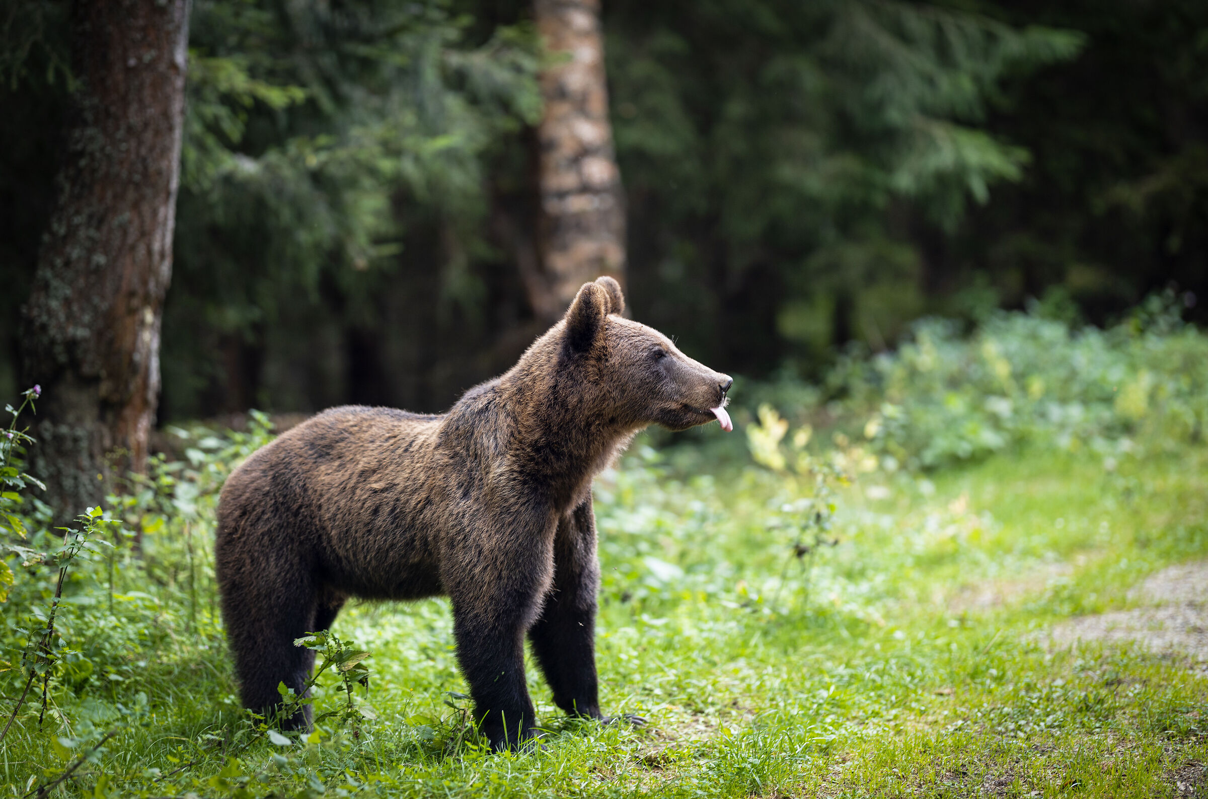 Bear on transfagarasan (Romania)