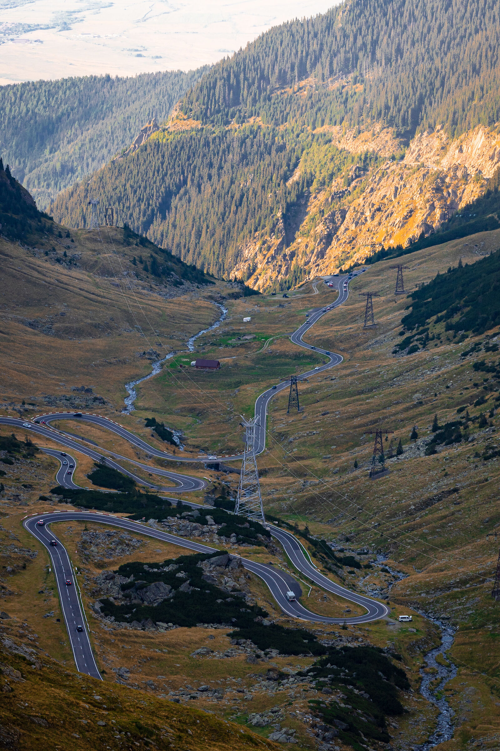 Bear on transfagarasan (Romania)