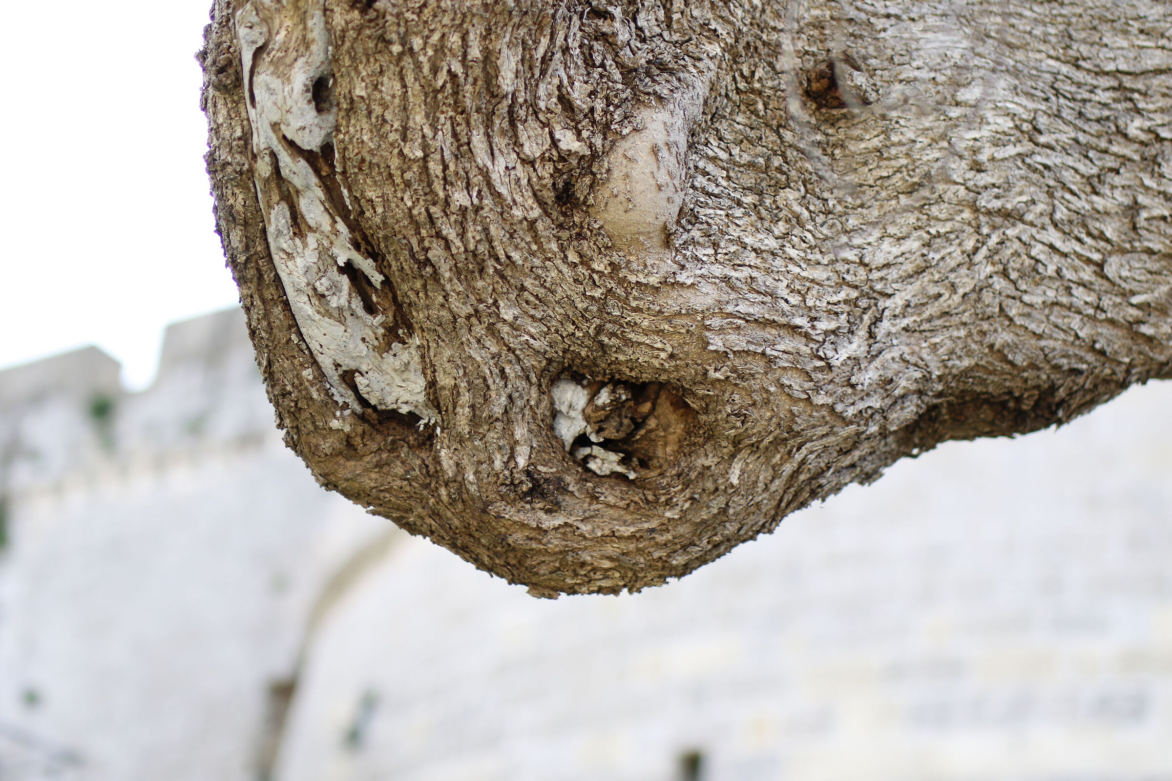 " F. 2 ", 1/ 4.0 0 0, ISO 500- Milvus 50, 1.4- 7 D...