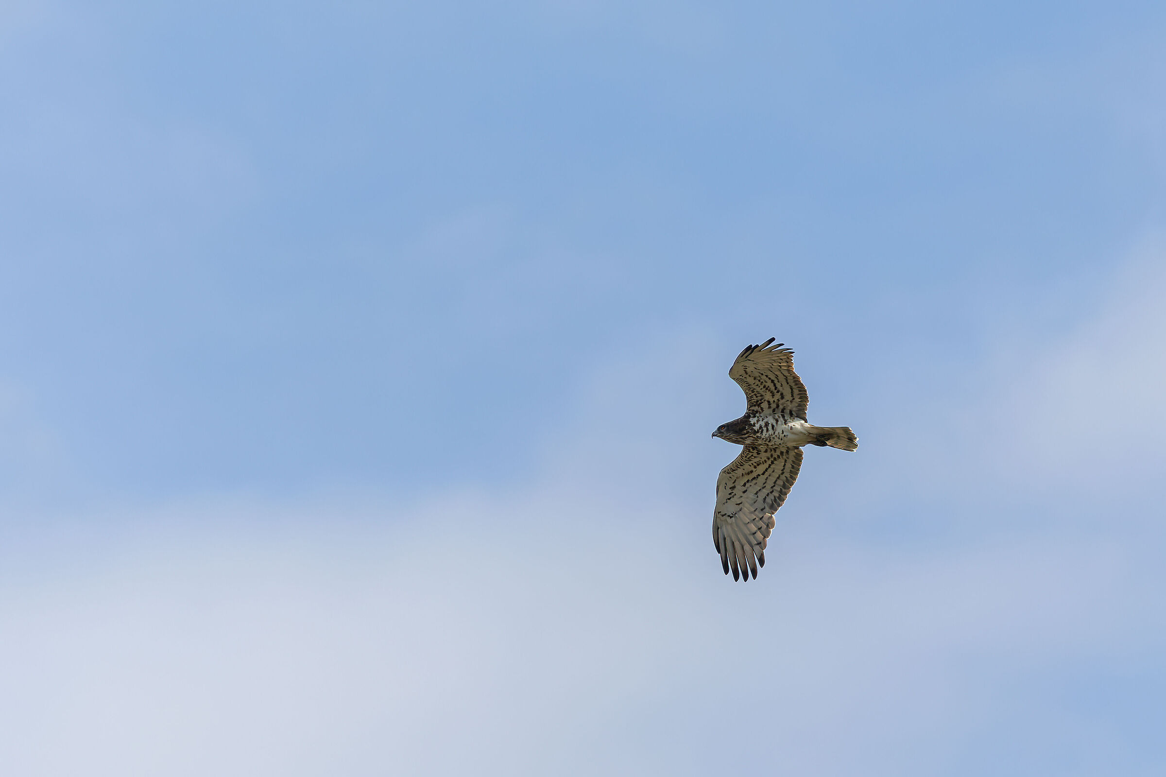 Buzzard