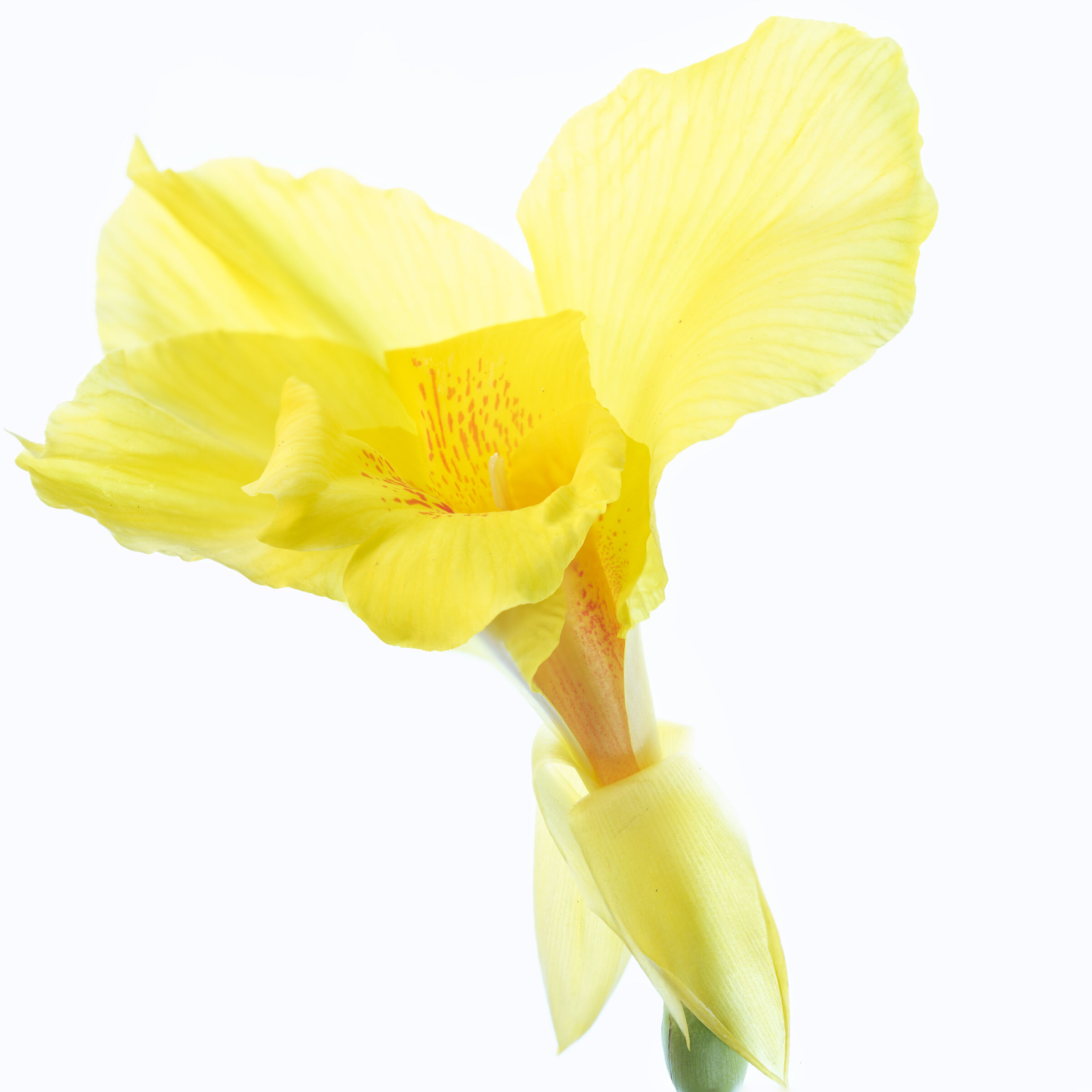 yellow iris