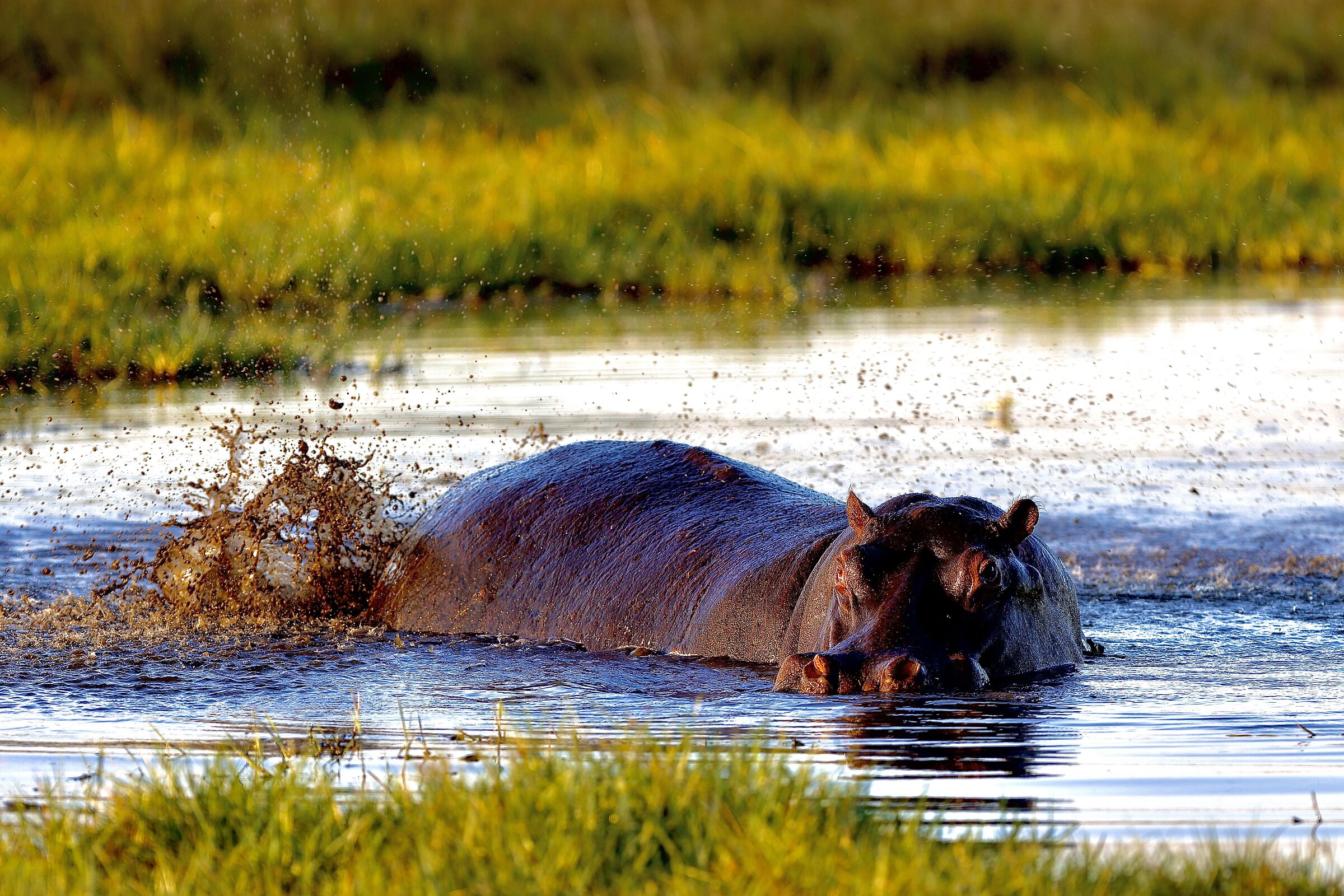 Hippo fart!