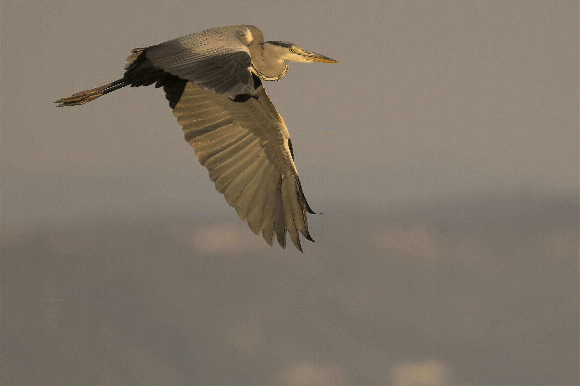 Airone cenerino al tramonto