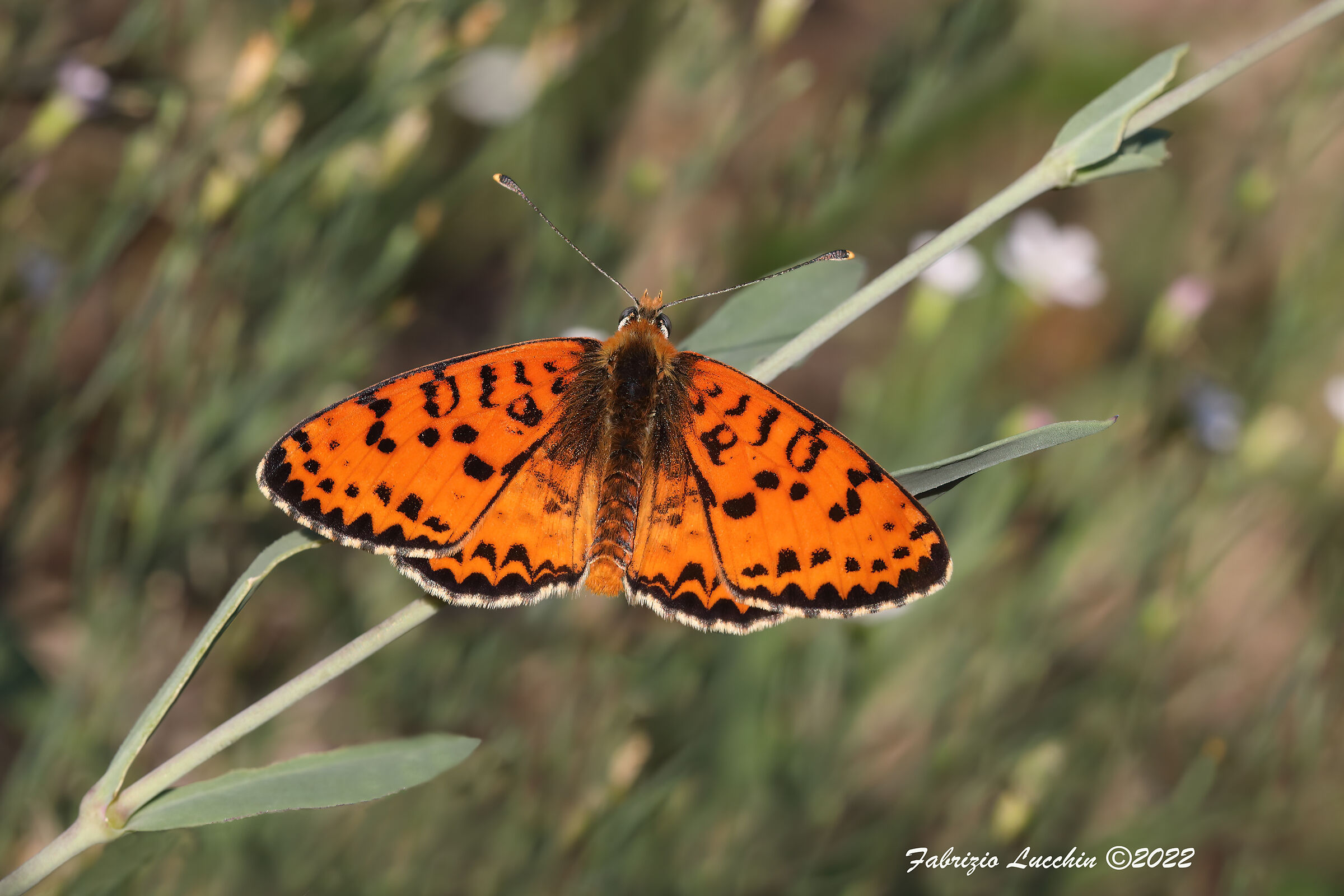 Melitaea didyma (esemplare maschio)