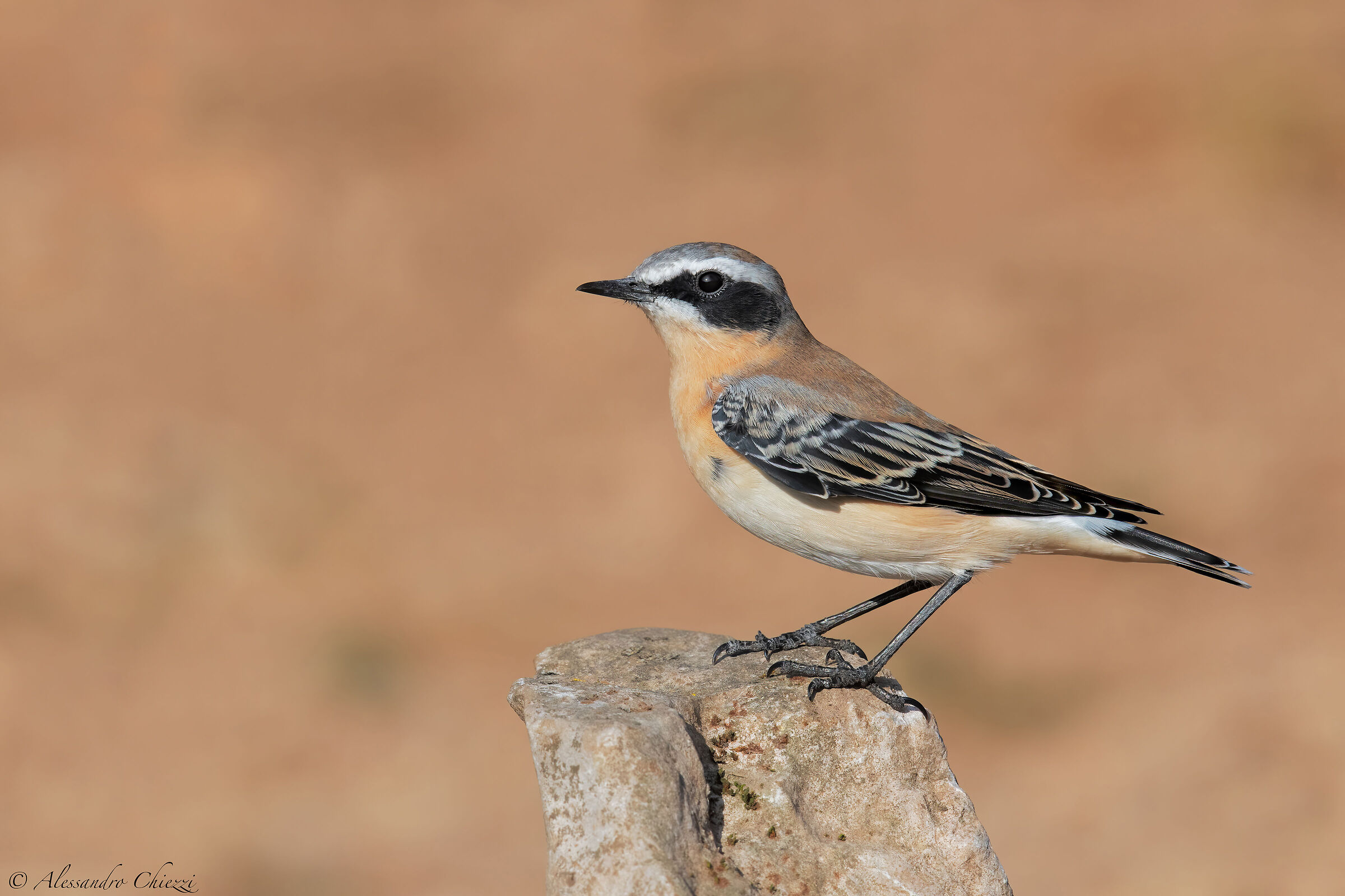 Northern wheatear