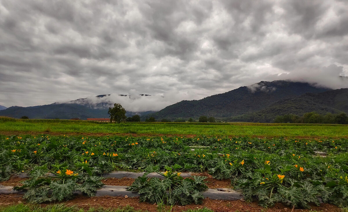 The zucchini field